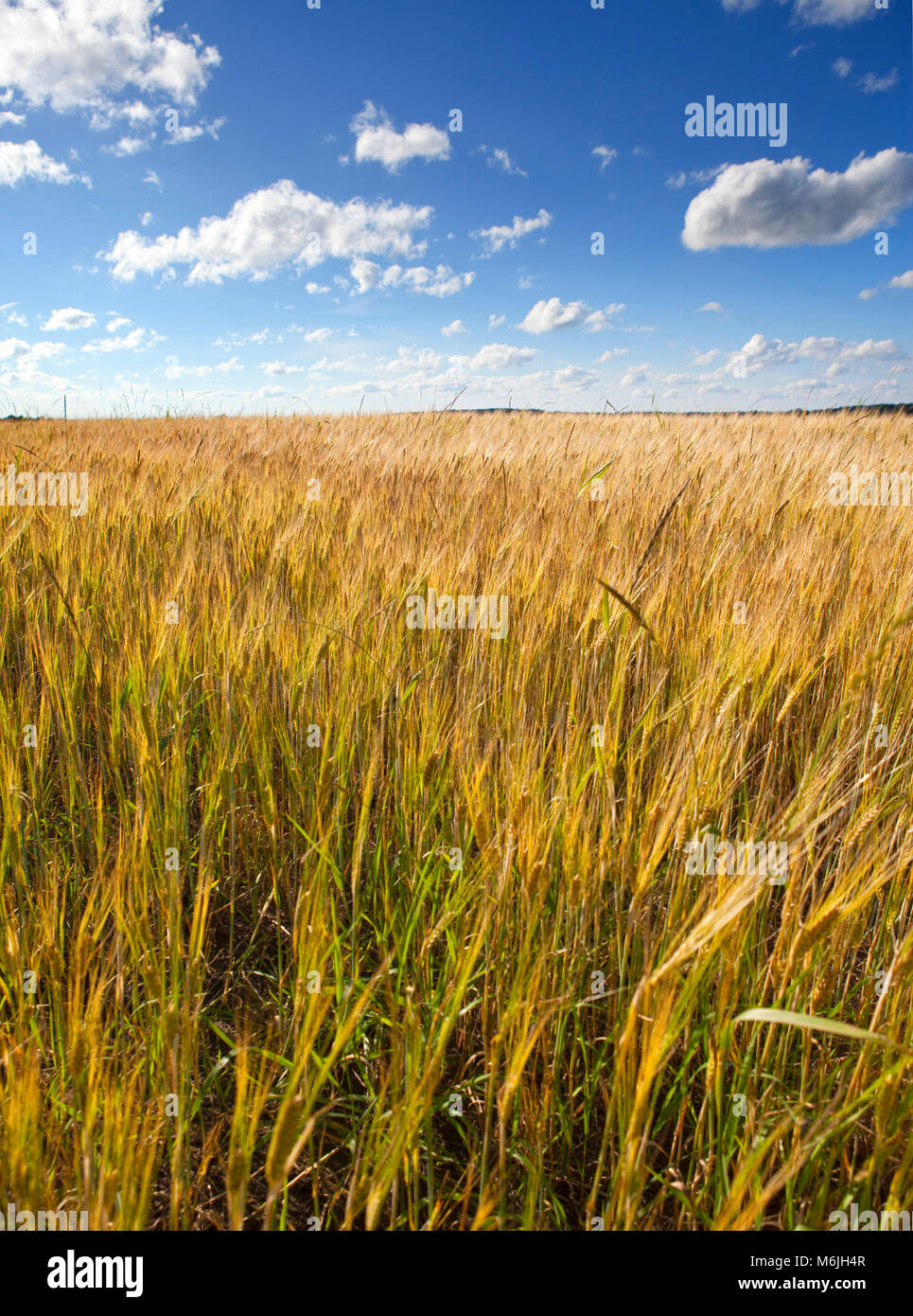 The field with wheat ears under the blue sky with clouds Stock Photo ...