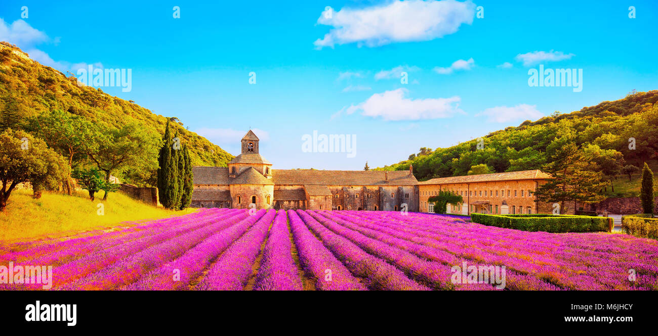 Abbey of Senanque and blooming rows lavender flowers panoramic view at sunset. Gordes, Luberon, Vaucluse, Provence, France, Europe. Stock Photo