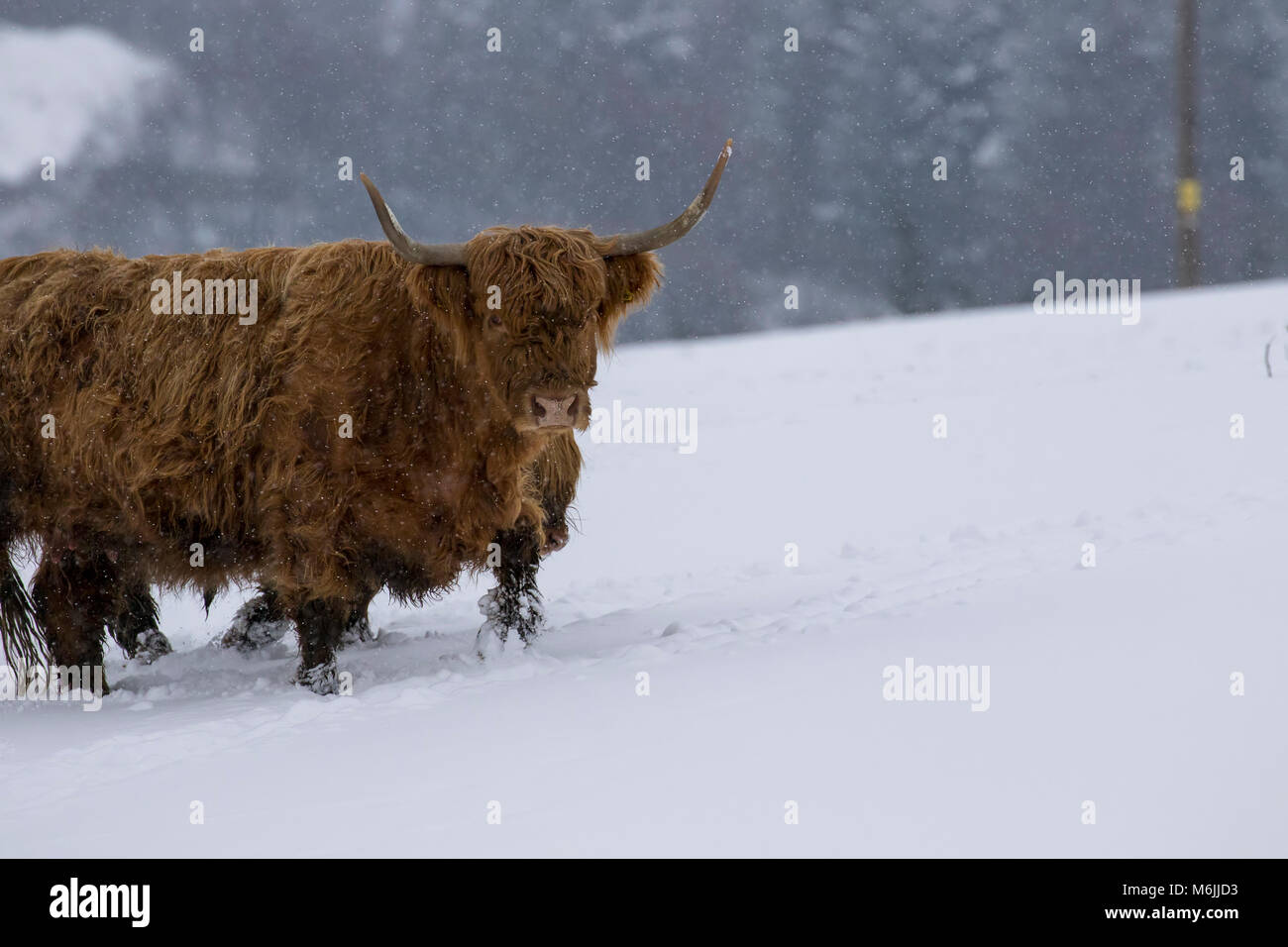 highland cow, bos taurus, coo, cattle, young and female foraging in snow covered field within the cairngorms national park, scotland Stock Photo