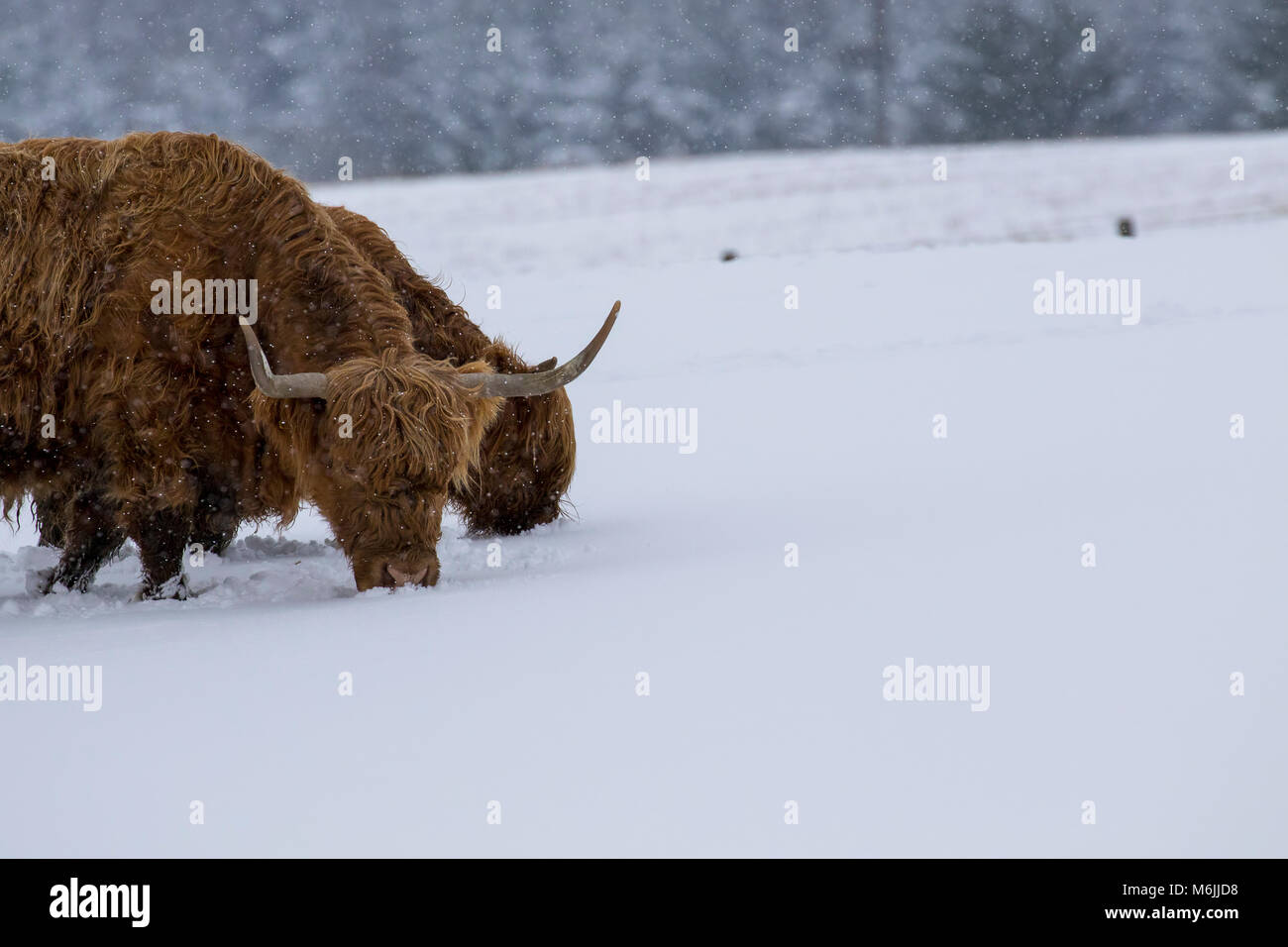 highland cow, bos taurus, coo, cattle, young and female foraging in snow covered field within the cairngorms national park, scotland Stock Photo