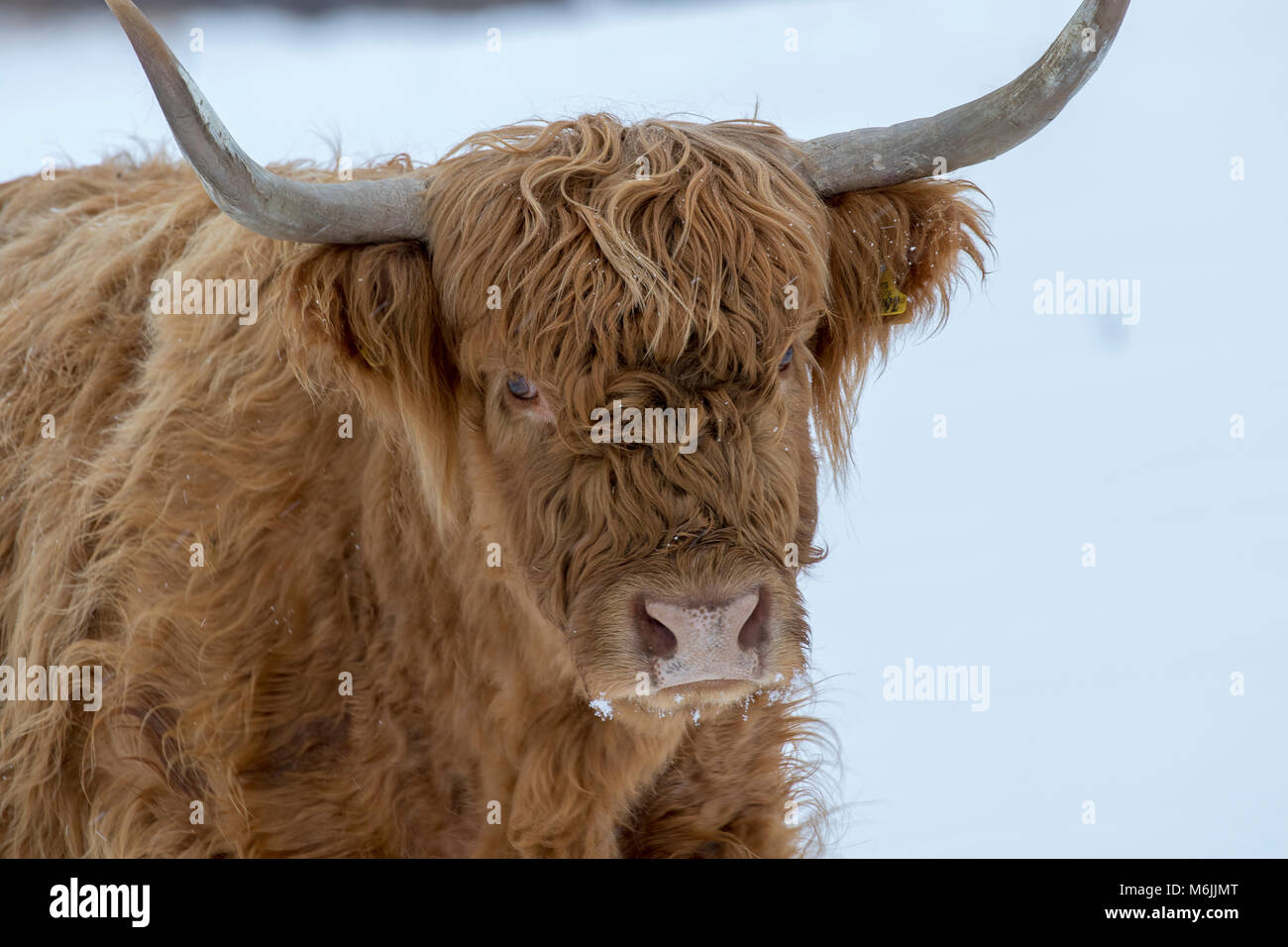 highland cow, bos taurus, coo, cattle, young and female foraging in snow covered field within the cairngorms national park, scotland Stock Photo