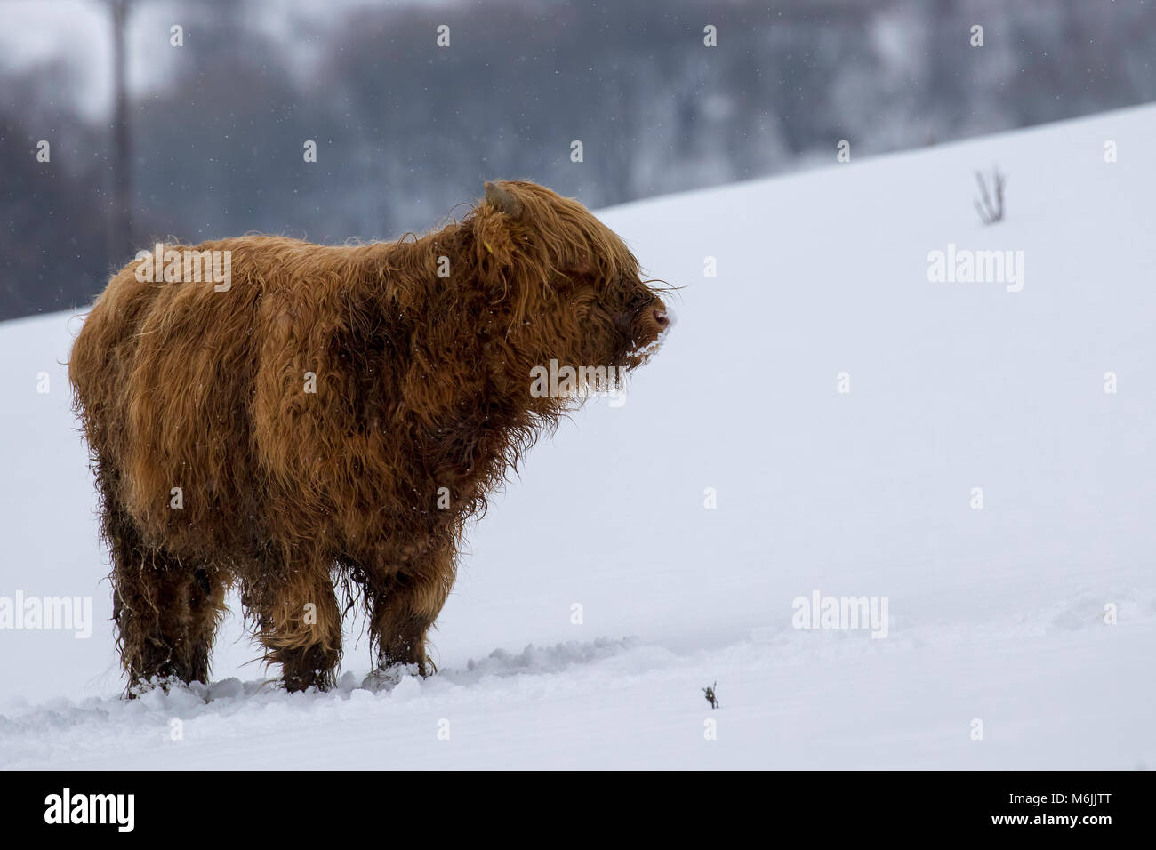 highland cow, bos taurus, coo, cattle, young and female foraging in snow covered field within the cairngorms national park, scotland Stock Photo