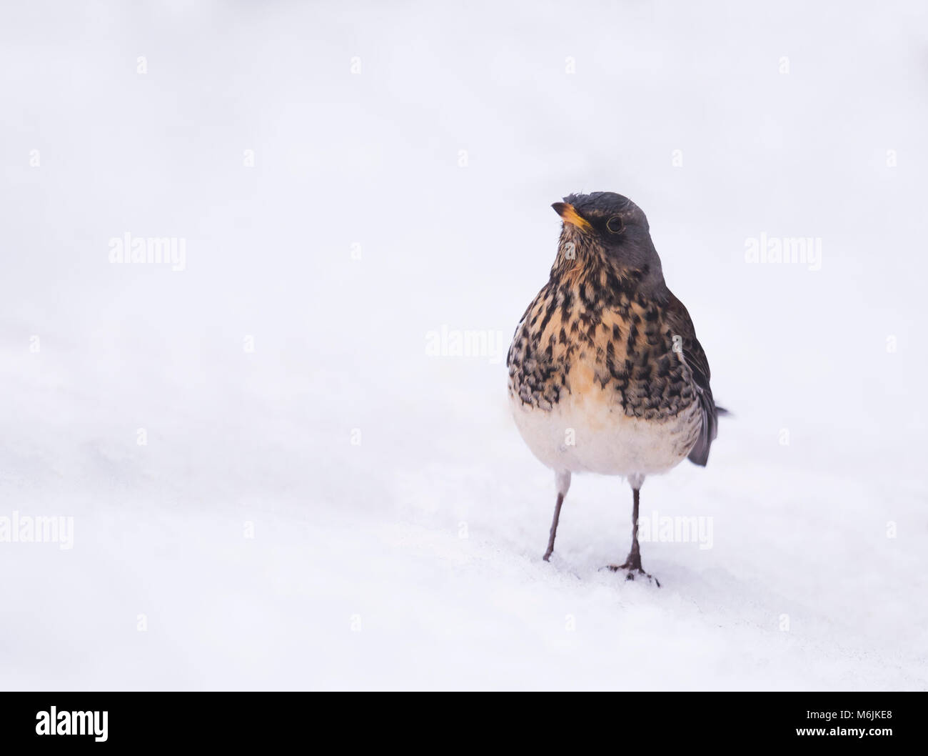 A Fieldfare (Turdus pilaris) searching on snow covered ground for food Stock Photo
