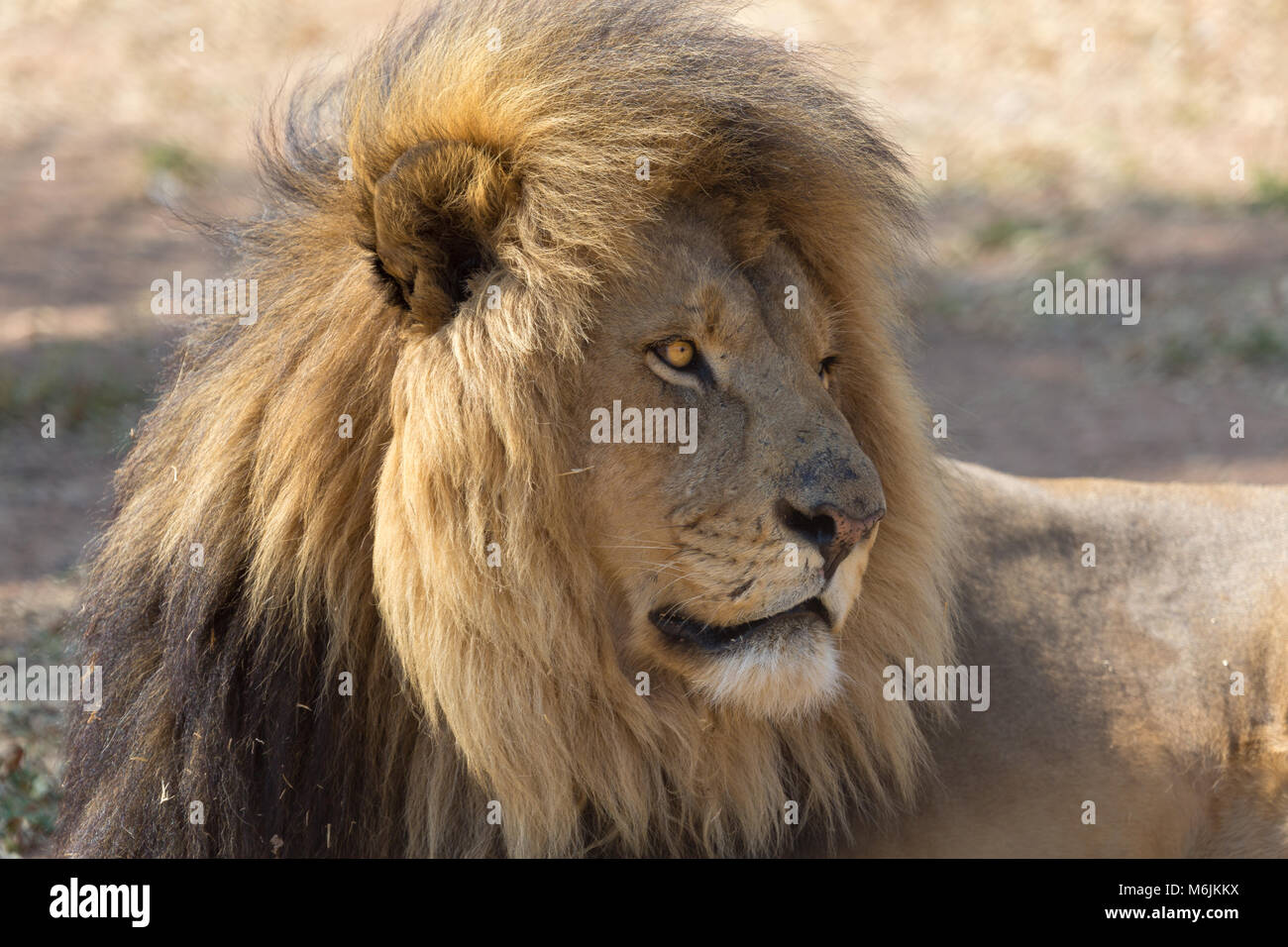 Lion in south africa hi-res stock photography and images - Alamy