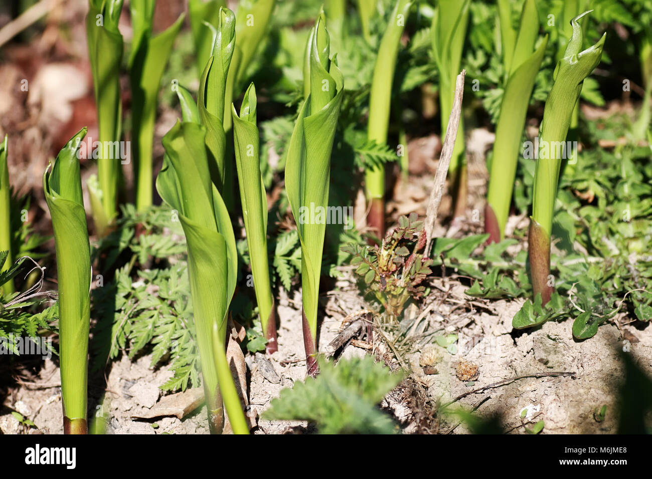 wild spring flower in a field Stock Photo - Alamy