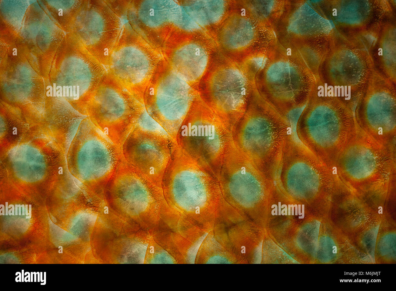 Balen Fish Scale fish hi-res stock photography and images - Alamy