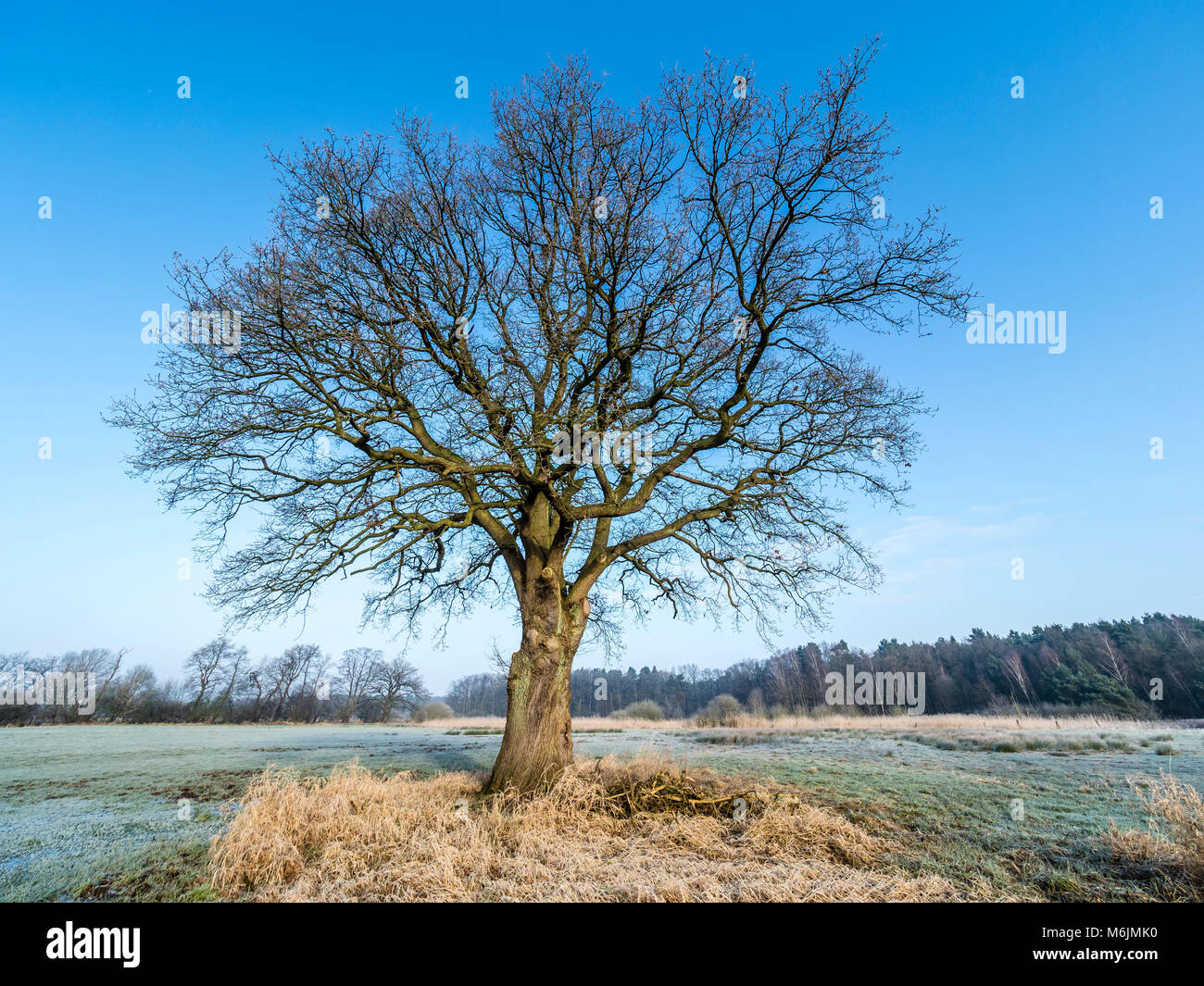 Trees on a frozen meadow at the Aller cycle path, river Aller ,  between Celle and Altencelle, Germany Stock Photo