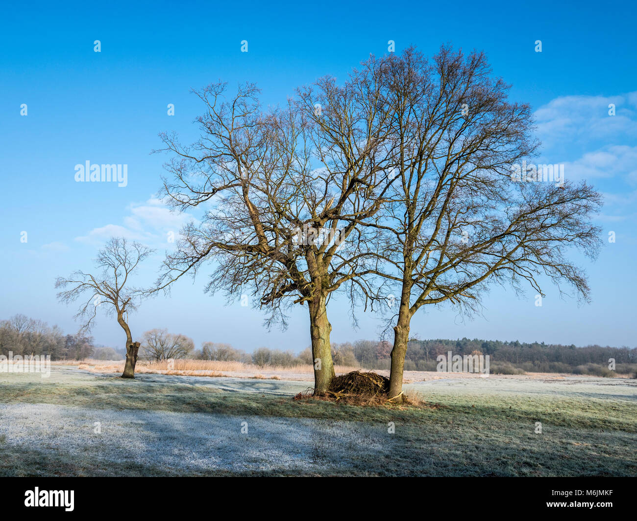 Trees on a frozen meadow at the Aller cycle path, river Aller ,  between Celle and Altencelle, Germany Stock Photo