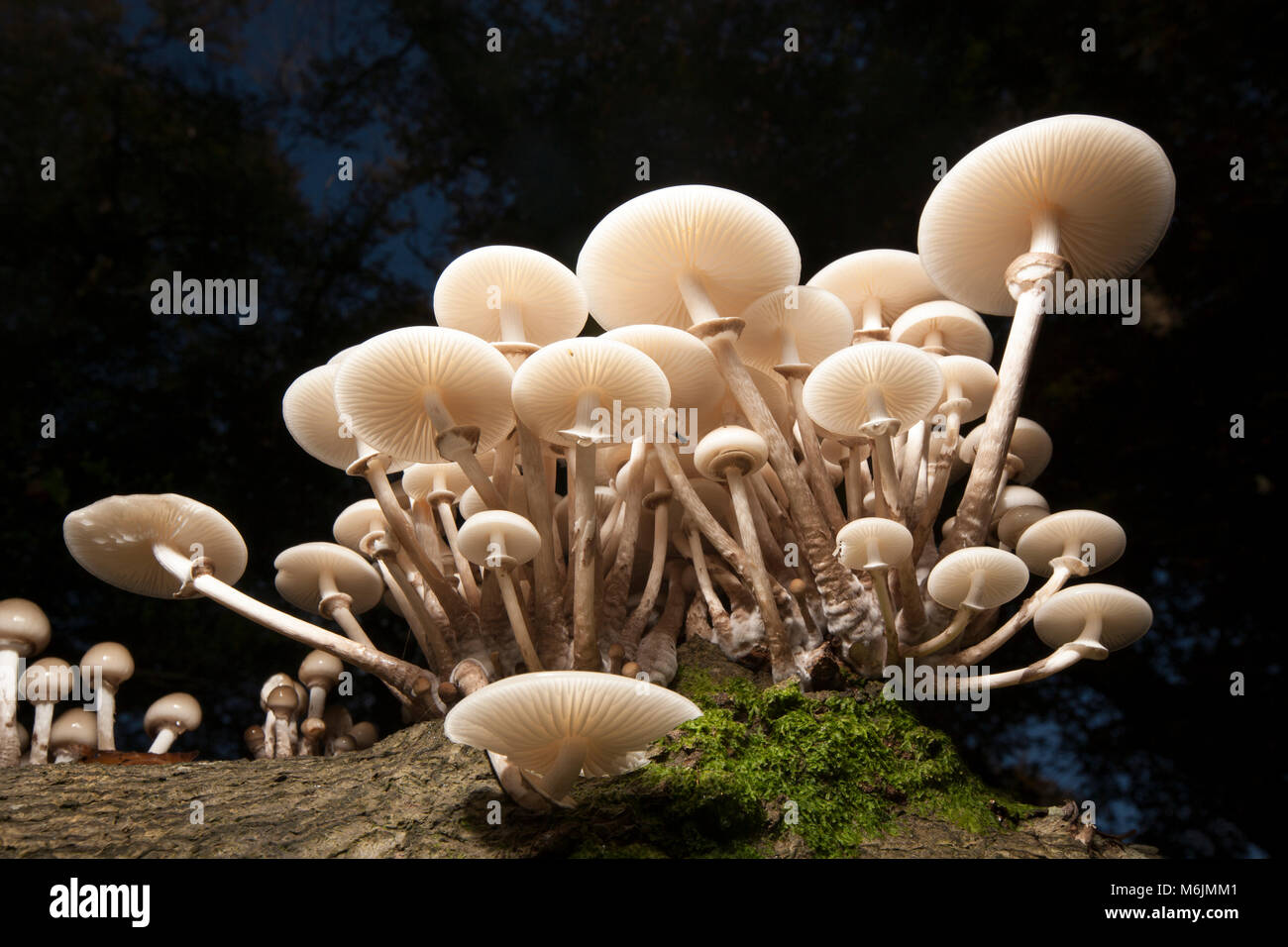 Porcelain fungi, Oudemansiella mucida, photographed in Hampshire England UK GB autumn 2016 growing on fallen trees Stock Photo