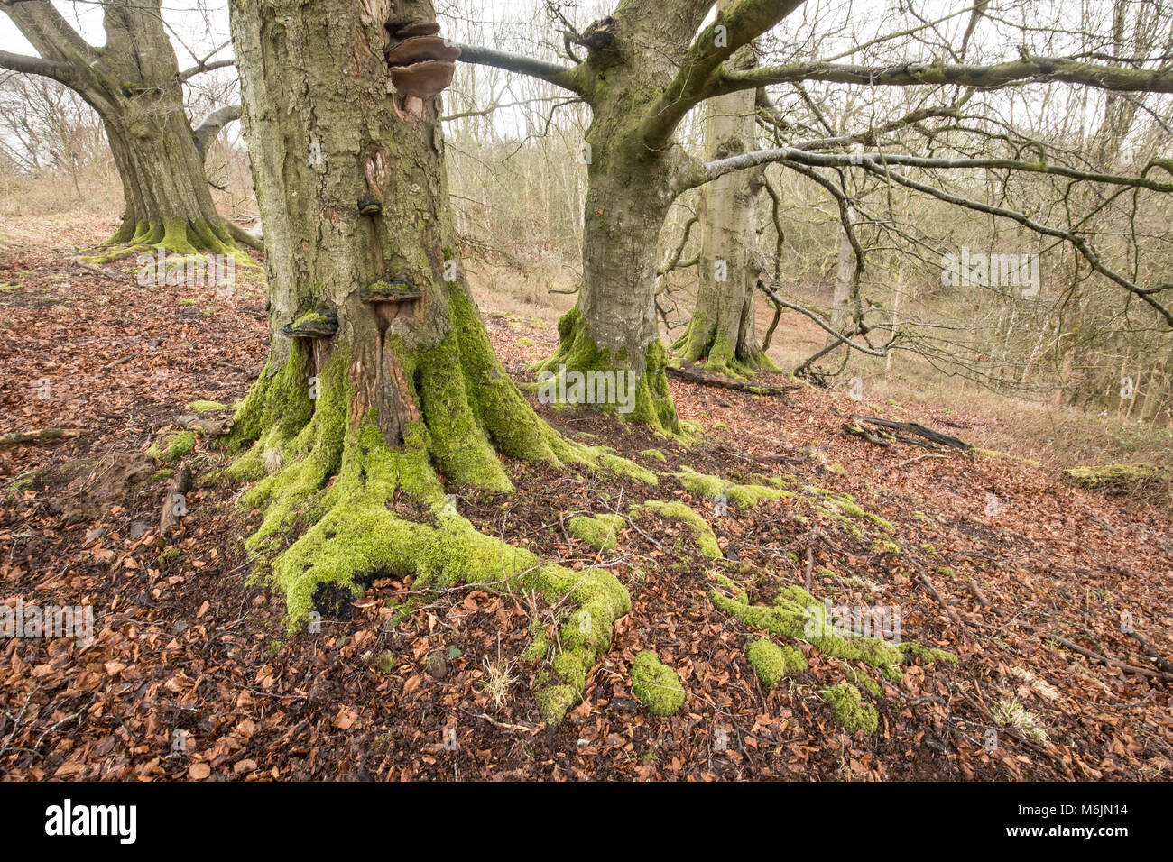 Winter beech trees & bracket fungi on the Little Doward, Herefordshire, UK. Stock Photo