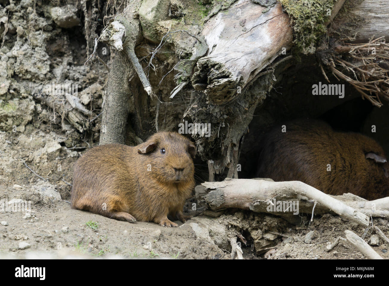 Five sisters zoo park hi-res stock photography and images - Alamy