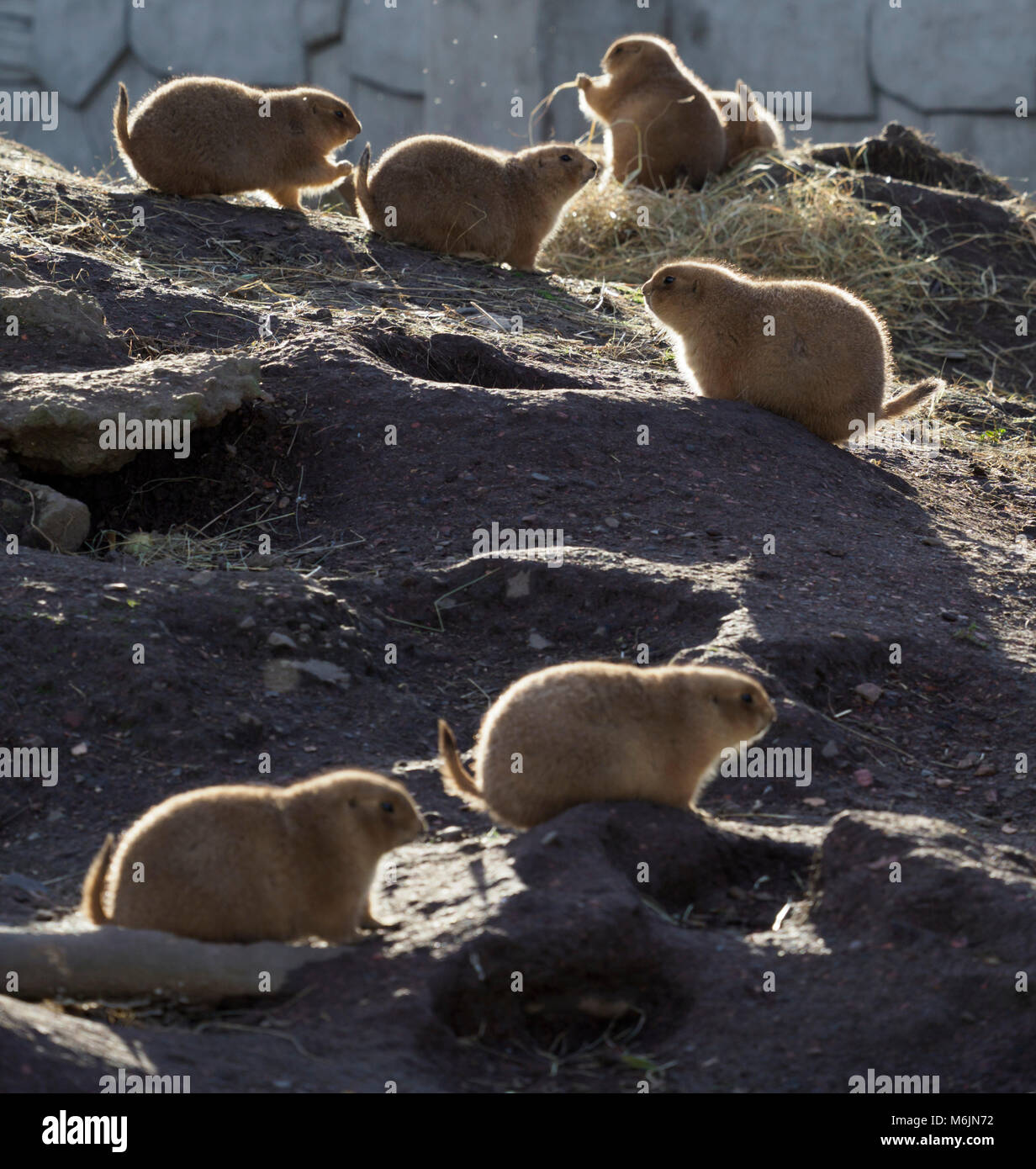 Five Sisters Zoo, near Livingston, Scotland. Prairie dogs Stock Photo ...