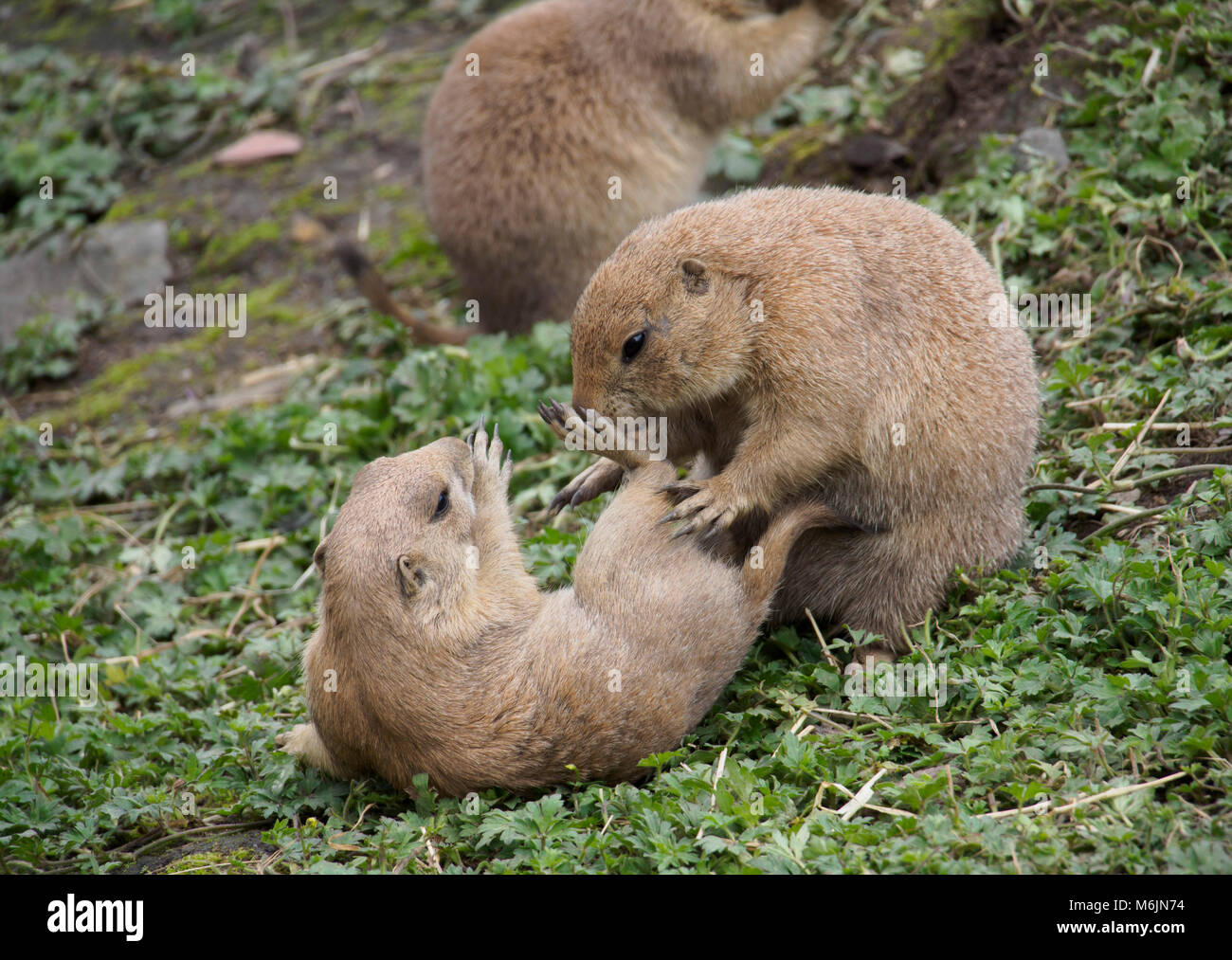 Five Sisters Zoo Park High Resolution Stock Photography and Images - Alamy