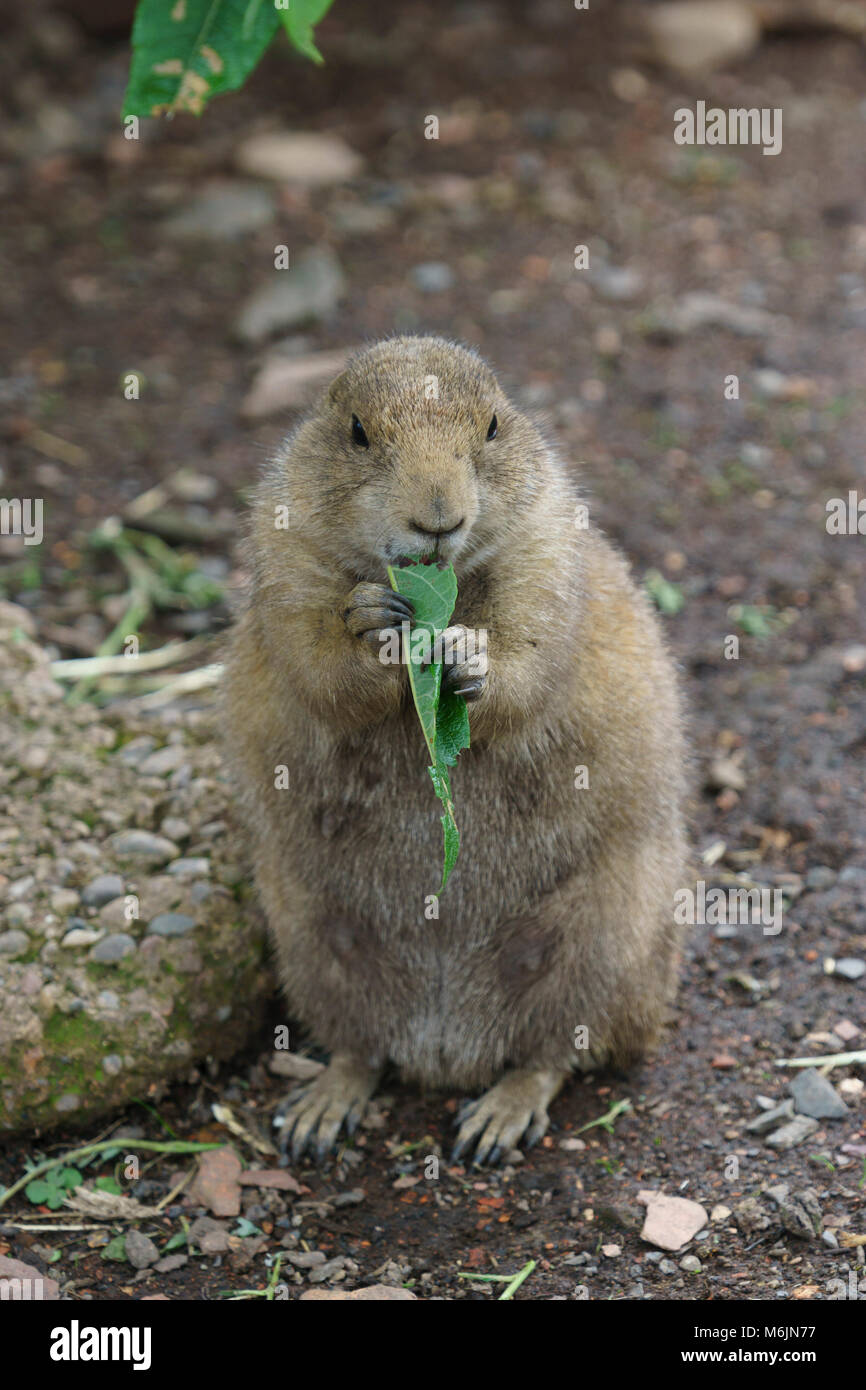 Five Sisters Zoo Polbeth Livingston High Resolution Stock Photography ...