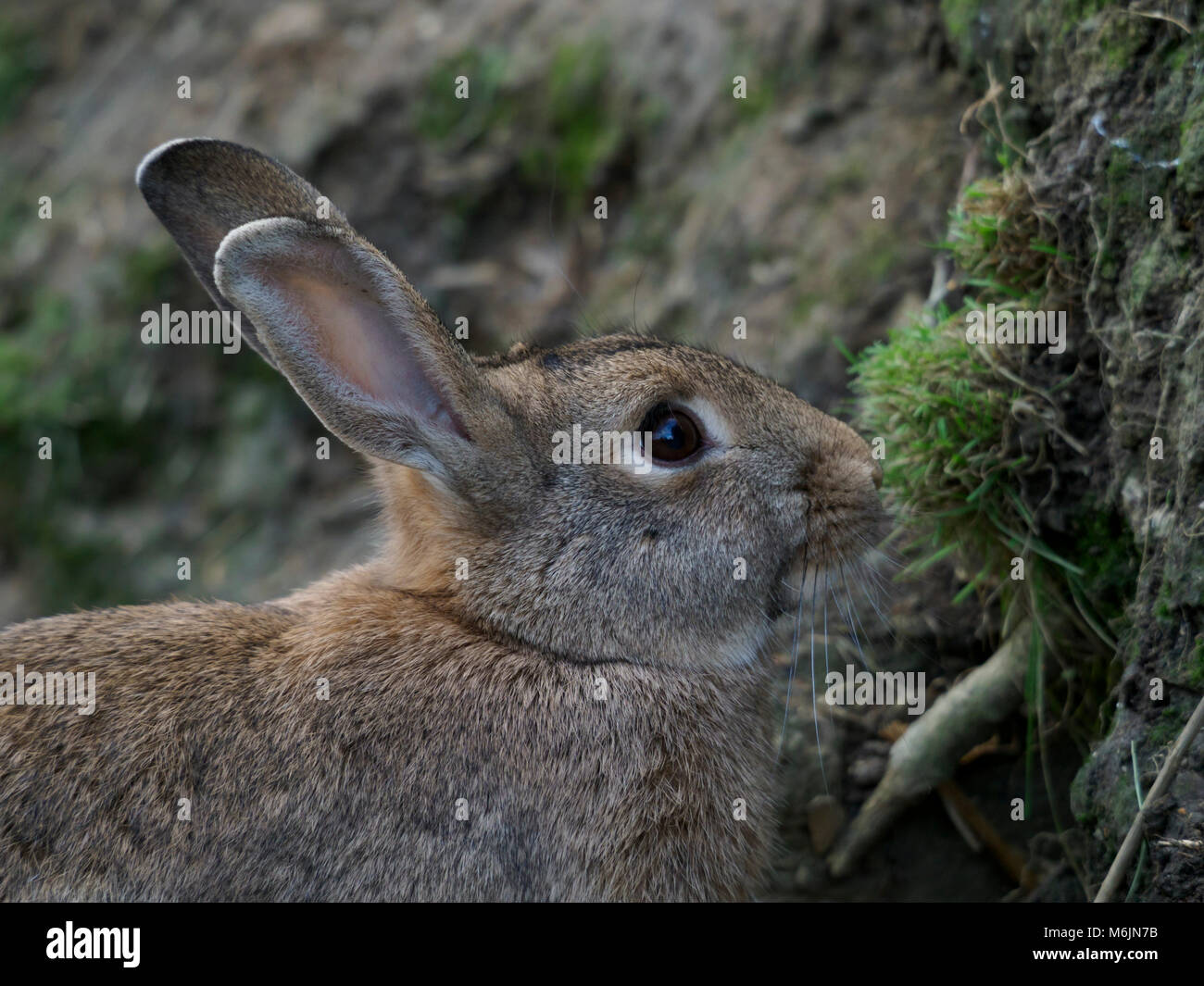 Five Sisters Zoo, near Livingston, Scotland. Rabbit. Stock Photo