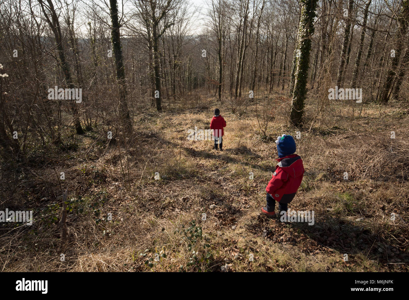 Two boys exploring winter woodland, Sussex, UK. Stock Photo