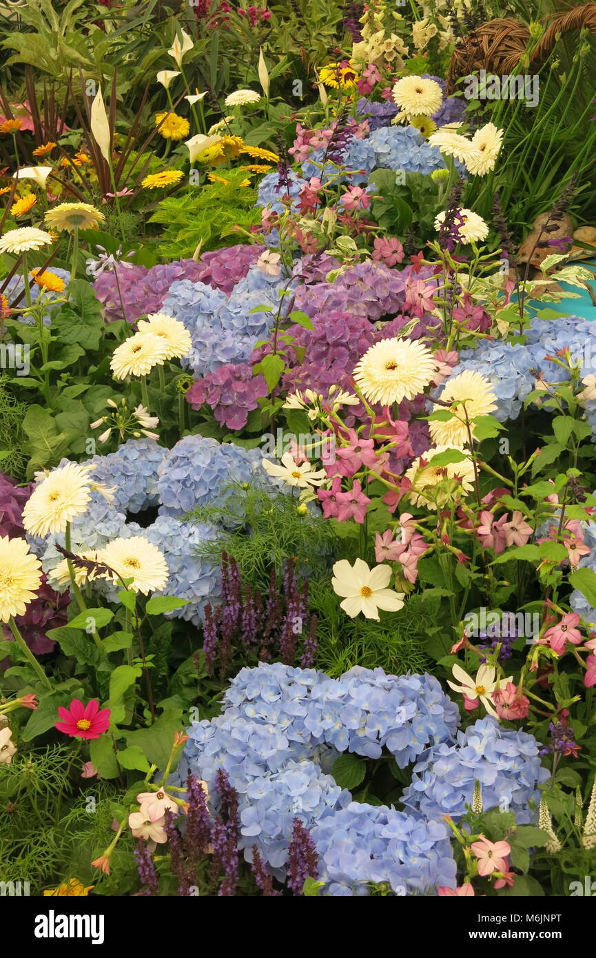 A colourful border of mixed planting featuring purple and blue hydrangeas Stock Photo