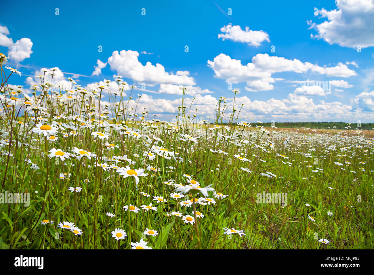 Предо мной краса лугов расстилается мама. Все мне мерещится поле с гречихою, в маленьком доме сирень на окне,. Песня расстилается поле. Песня расстилается поле. Раскинулось поле широким простором.