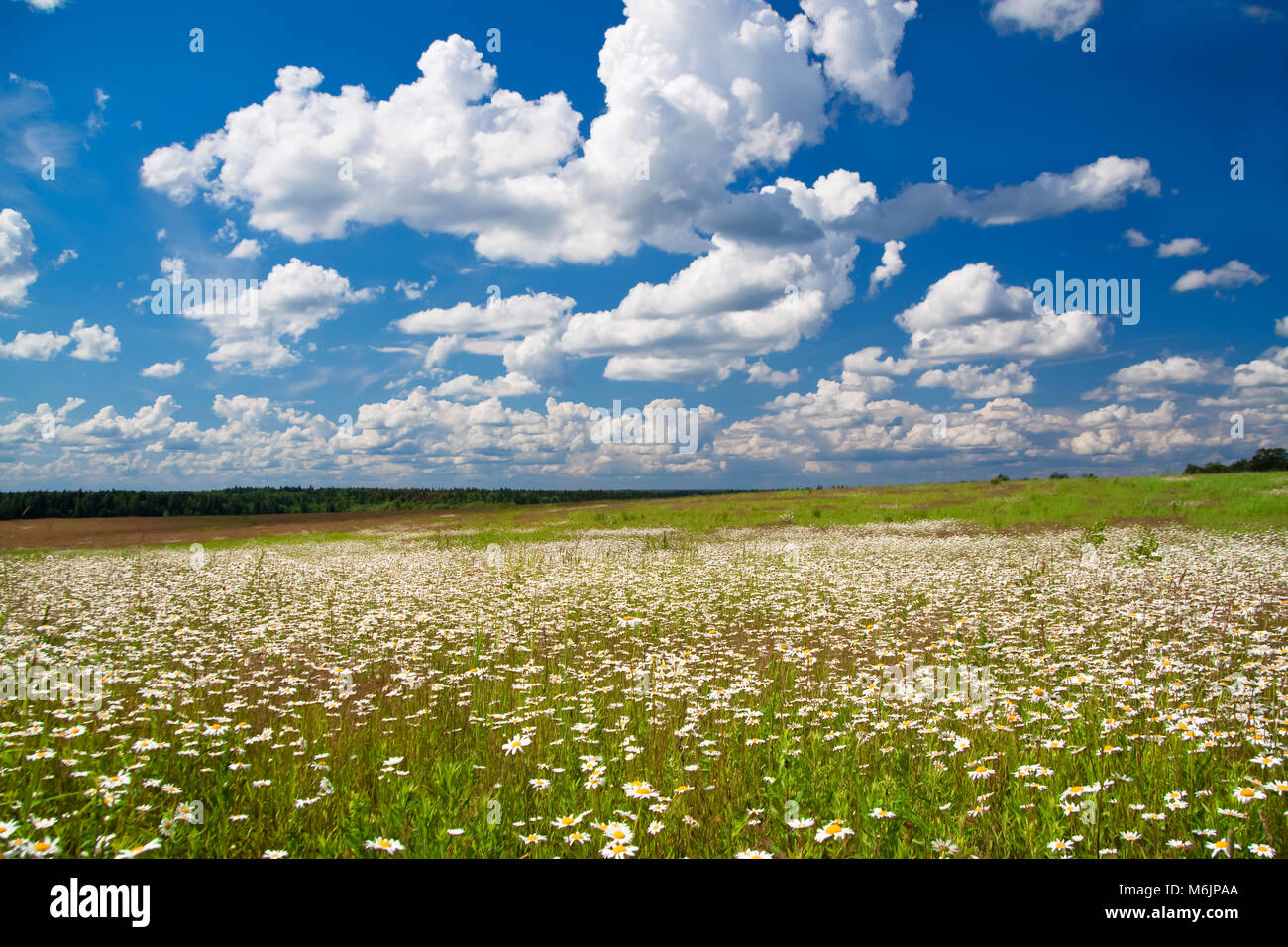 beautiful spring rural landscape with a flowering flowers on meadow and ...