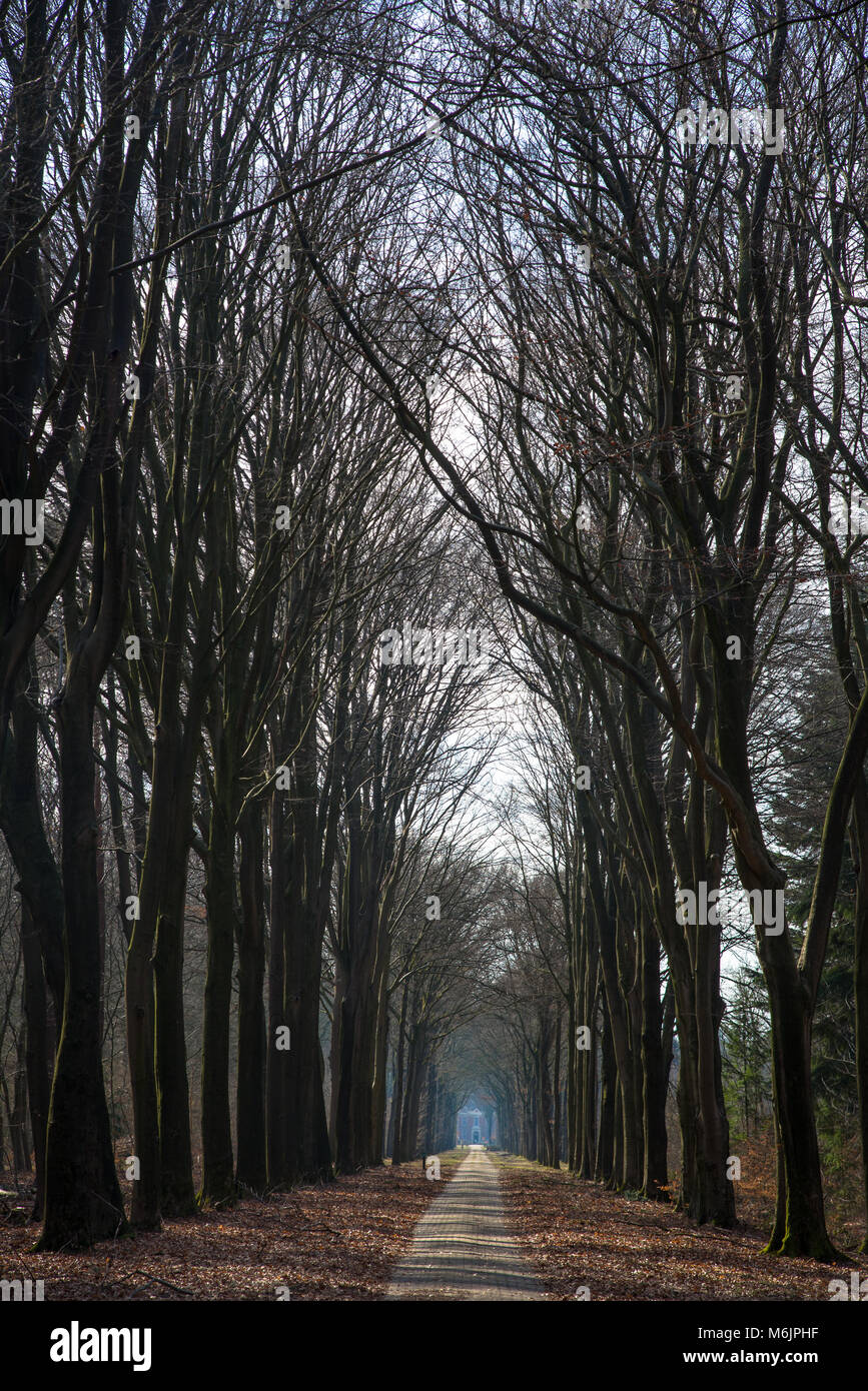 scenic view at road through forest in Achterhoek, Gelderland, Holland Stock Photo