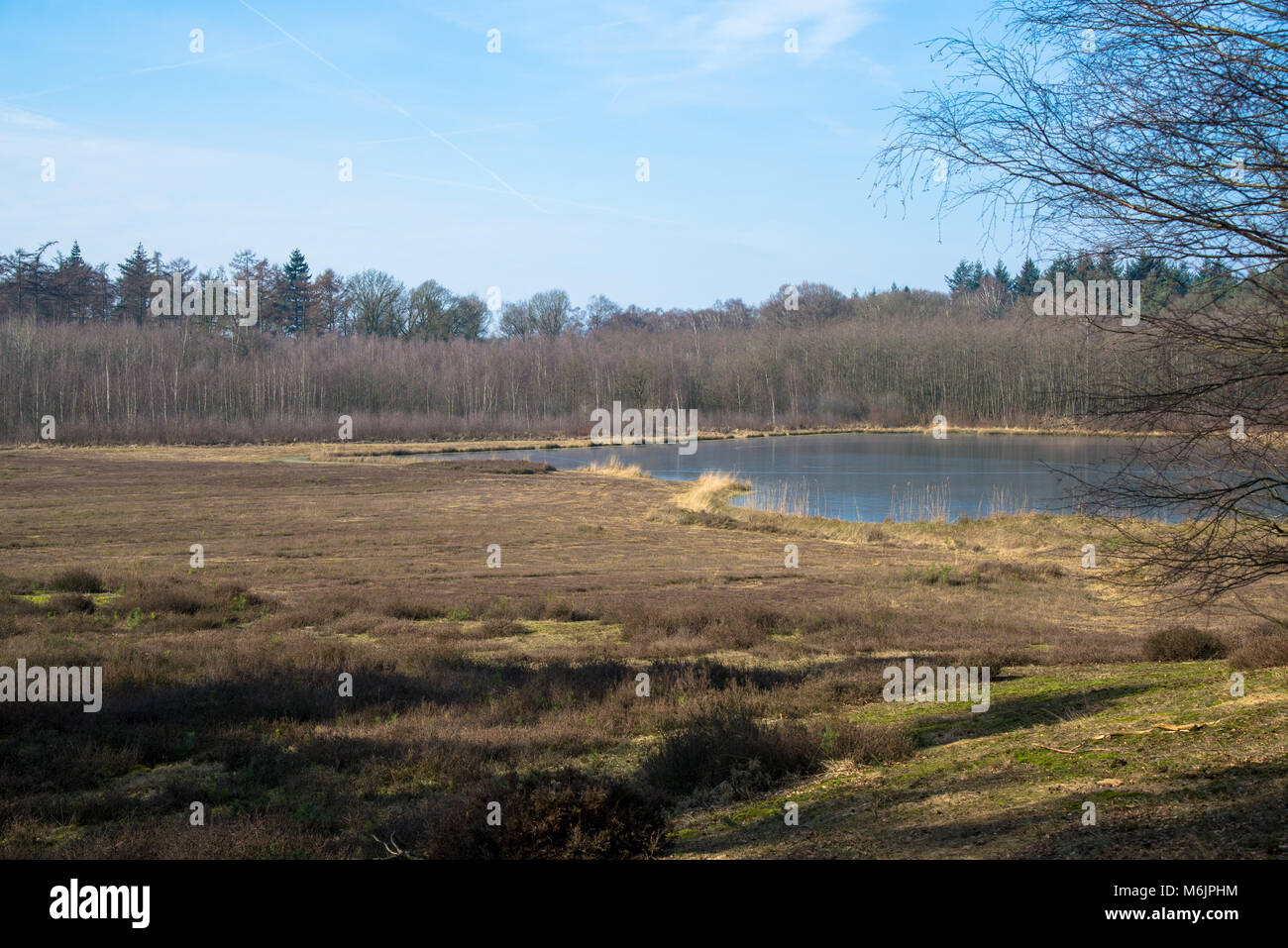 small lake and heather field in forest in Achterhoek, Gelderland, Holland Stock Photo