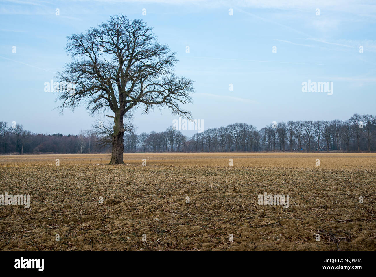 single leaves less tree in landscape in Achterhoek, Holland Stock Photo