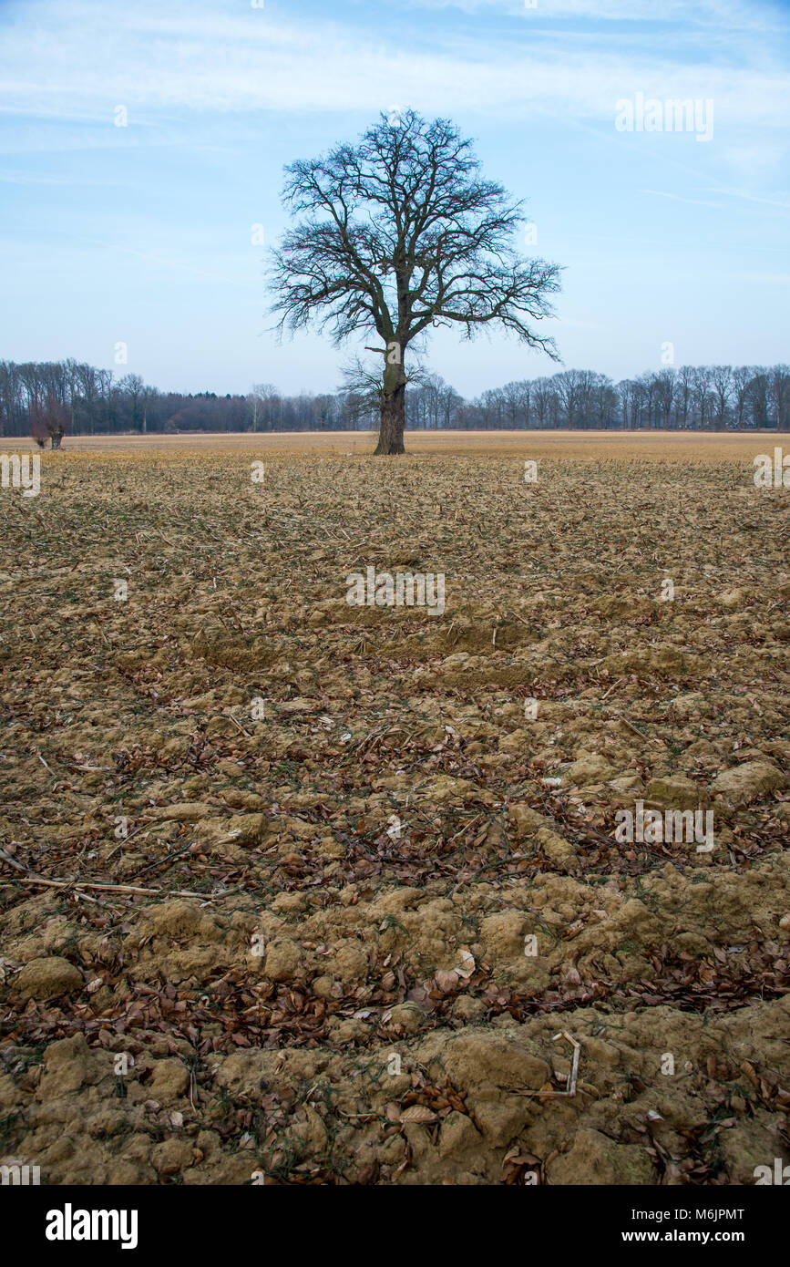 single leaves less tree in landscape in Achterhoek, Holland Stock Photo