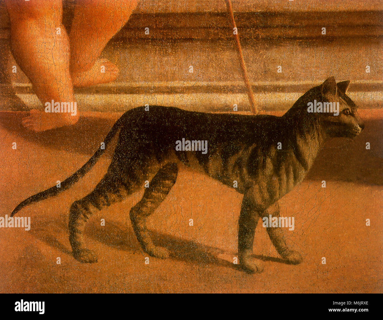 Grey And Black Striped Cat Dossi Dosso 1515 Stock Photo Alamy Grey and black striped cat dossi dosso 1515 stock photo alamy