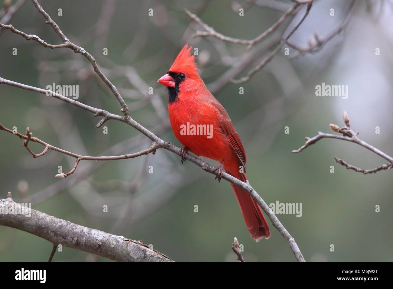 A bright red male Northern Cardinal perching in a Forest in winter Stock Photo