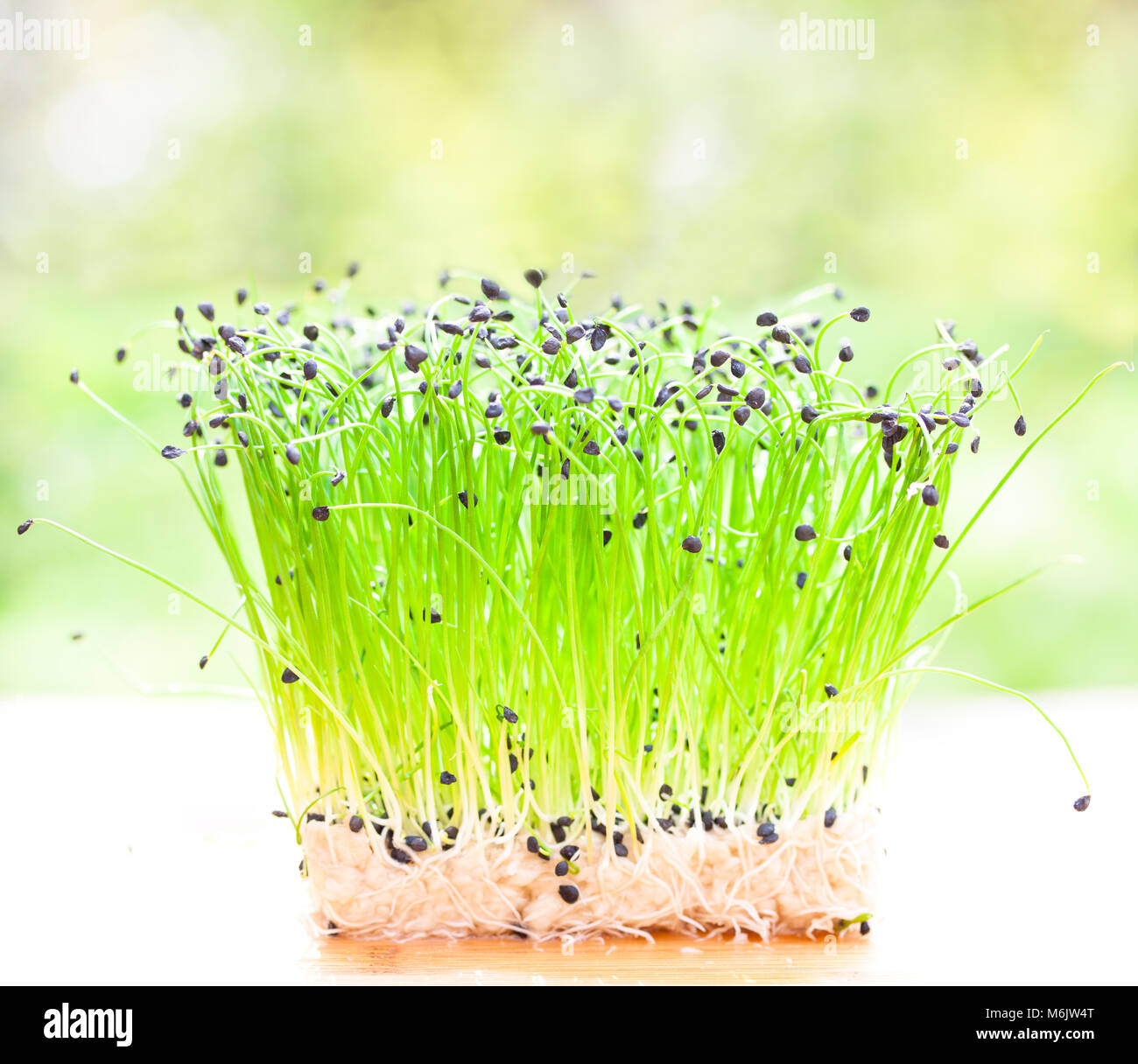 bunch of garlic chives Stock Photo Alamy