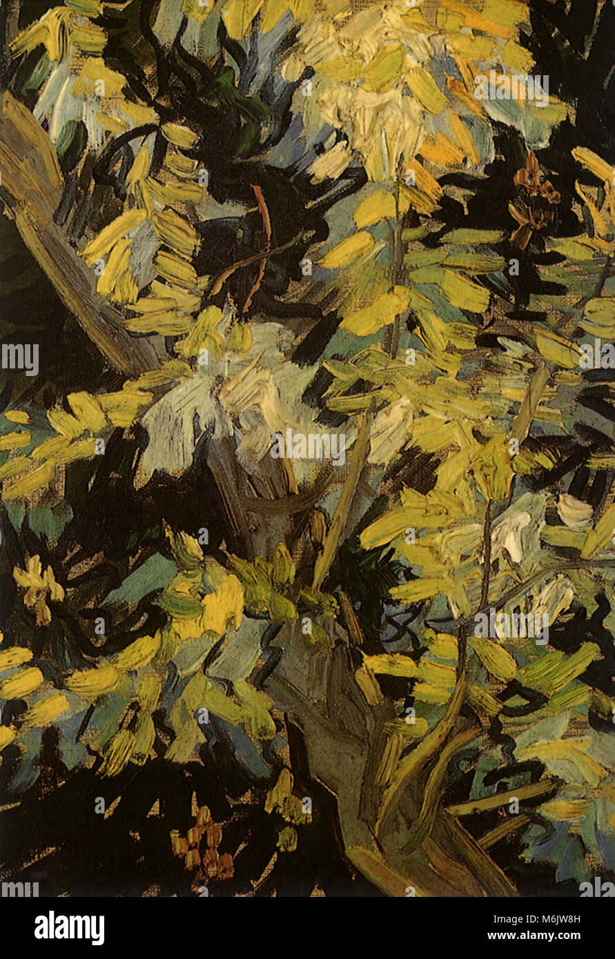 Blossoming Acacia Branches, Van Gogh, Vincent Willem, 1890. Stock Photo