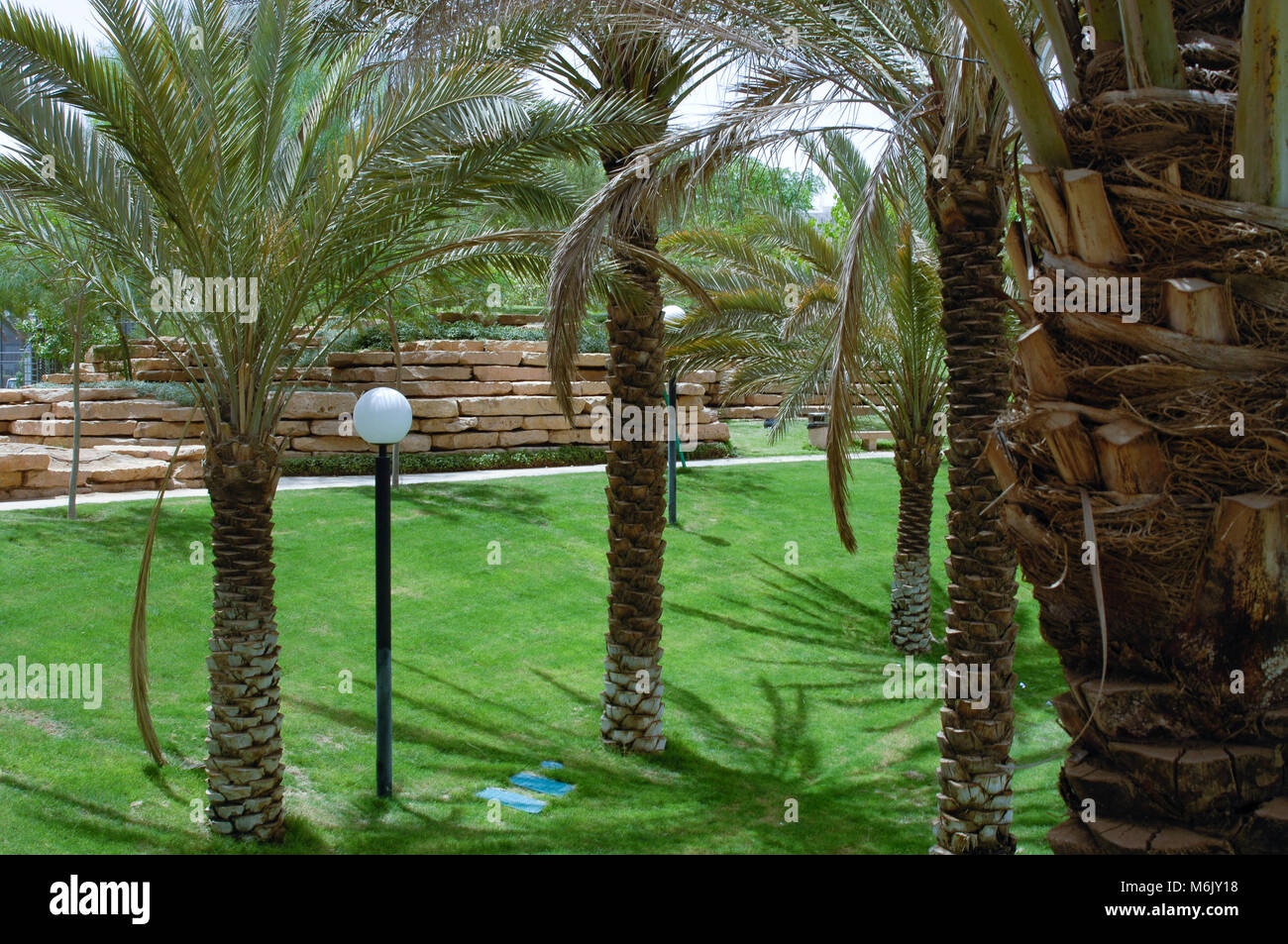 Green Park with Palms in Riyadh, Saudi Arabia on a Sunny Day Stock ...