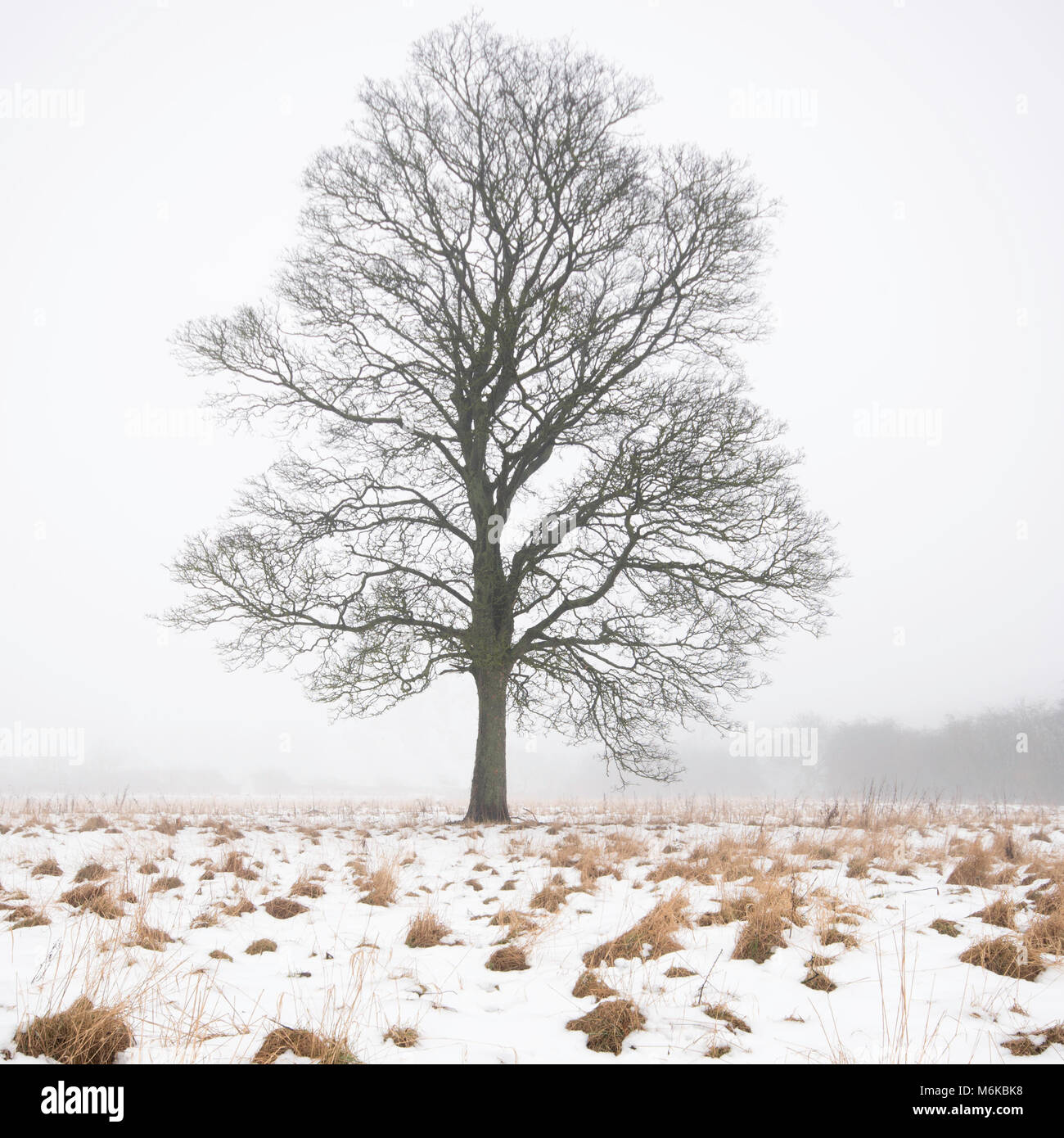 Gainford, County Durham, UK. 5th March 2018. UK weather. A foggy and misty day in Teesdale as the thaw continues across the North East. Fog is frequenty seen as snow thaws when warmer winds blow across a cold ground creating mist. Credit Robert Smith/AlamyLiveNews Stock Photo