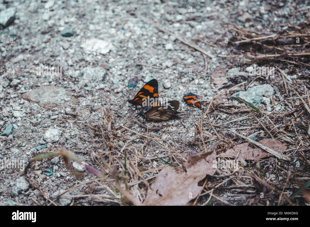 Large brown, orange and black butterflies flocking together on the ground in Peru Stock Photo