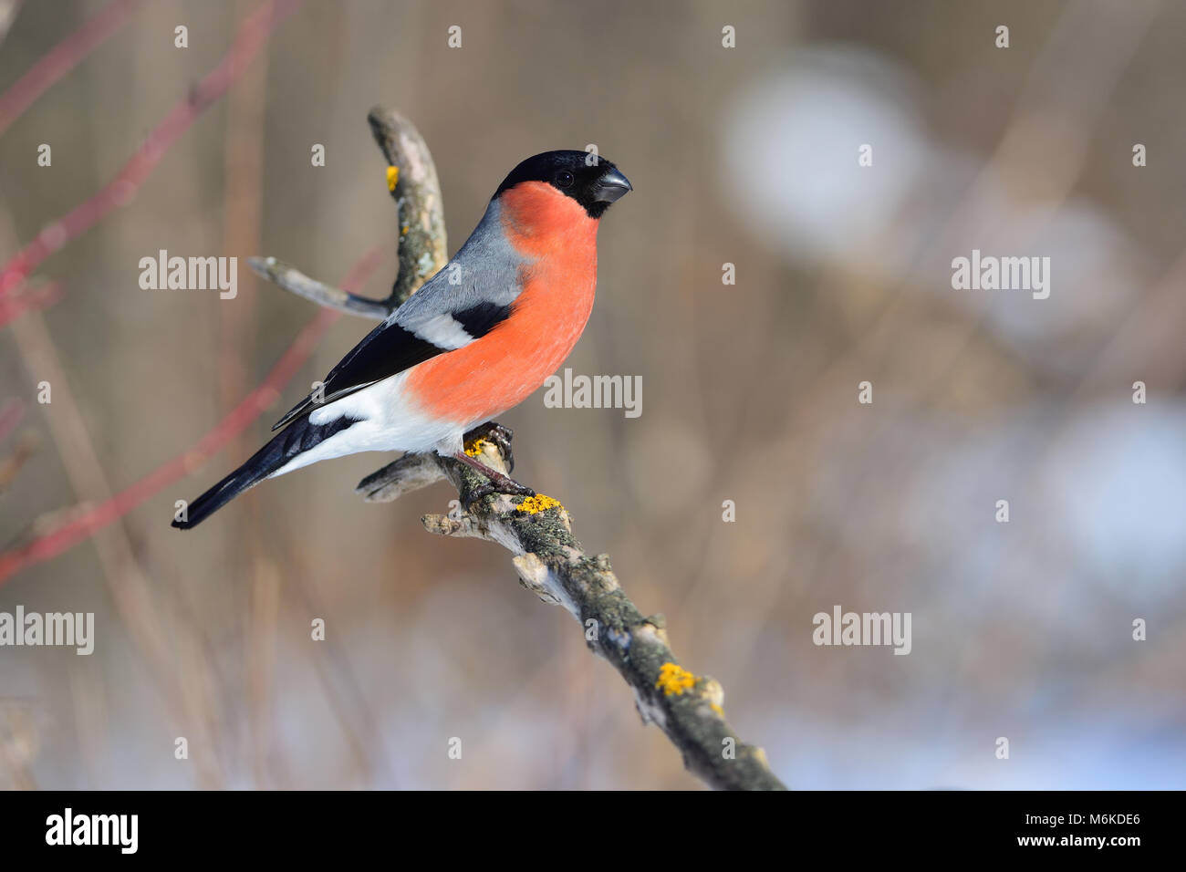 Eurasian (common) bullfinch (Pyrrhula pyrrhula) sits on a branch covered with lichen (under the rays of the rising sun). Stock Photo