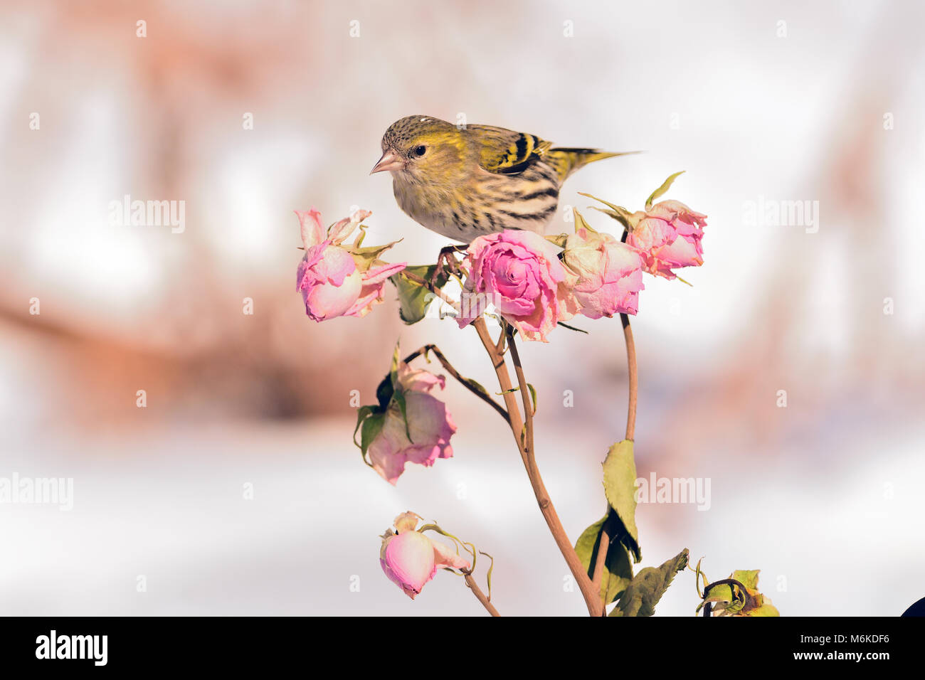 Small eurasian siskin (Spinus spinus) sits on a rose flower branch with buds (as an illustration of the Spring Festival). Stock Photo