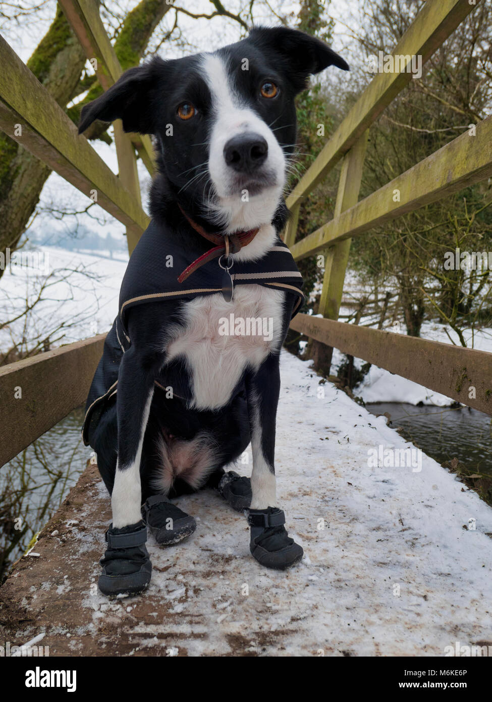 UK Weather: A short-haired Border Collie dog wearing a coat & snow boots to protect her pads & paws from cold ice, grit & salt during a walk near Ashb Stock Photo