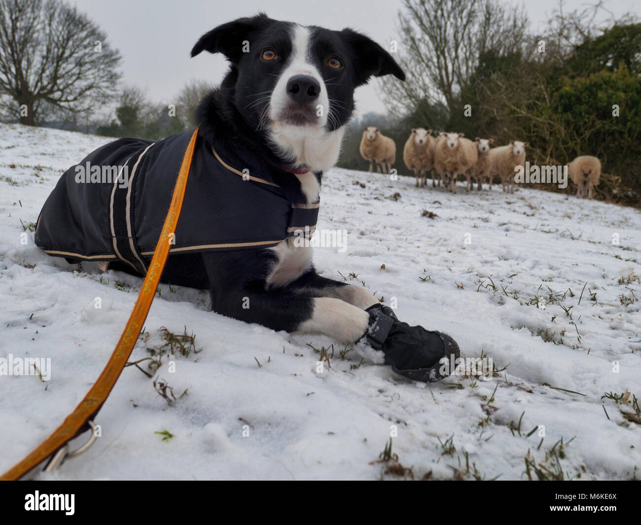 dog snow boots uk