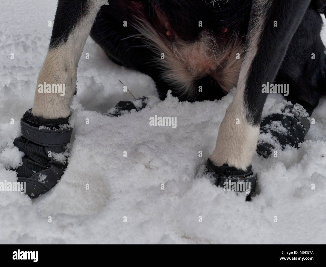UK Weather A shorthaired Border Collie dog wearing a coat & snow