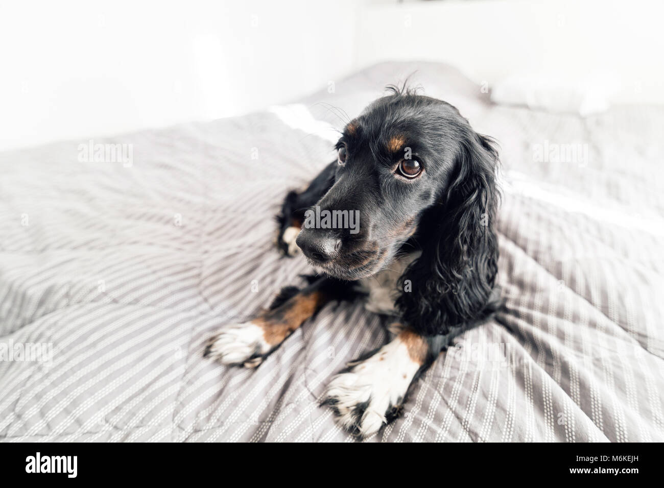 Black Spaniel Dog On Gray Textile Decorative Coat And Pillows For