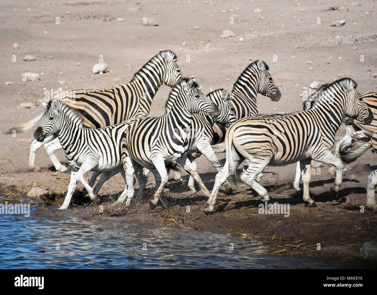 A group or herd of zebras running away after drinking at a waterhole in  Etosha Namibia with one young one running in the opposite direction  deviating Stock Photo - Alamy