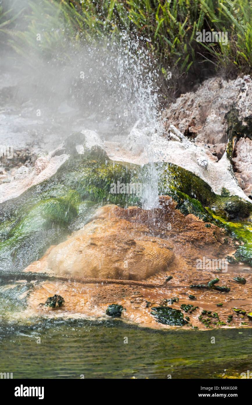 Boiling Water Spout Waimangu Volcanic Valley, Rotorua, New Zealand