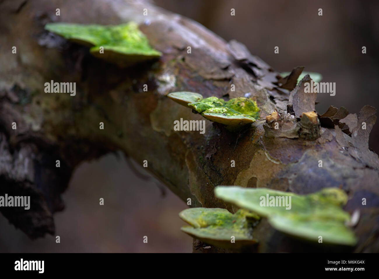 Green Fungus on tree branch Stock Photo Alamy
