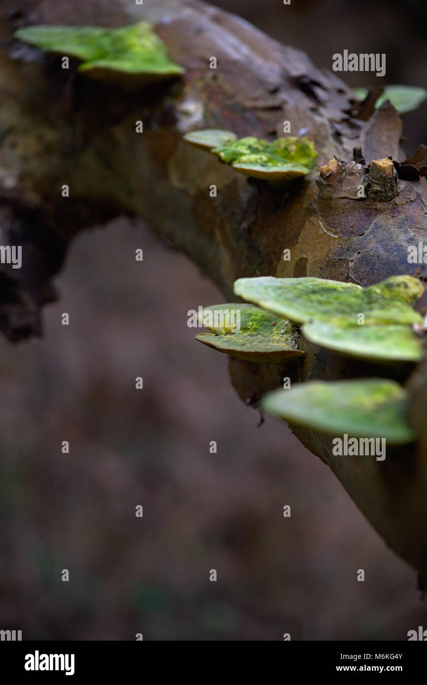 Green Fungus on tree branch Stock Photo Alamy