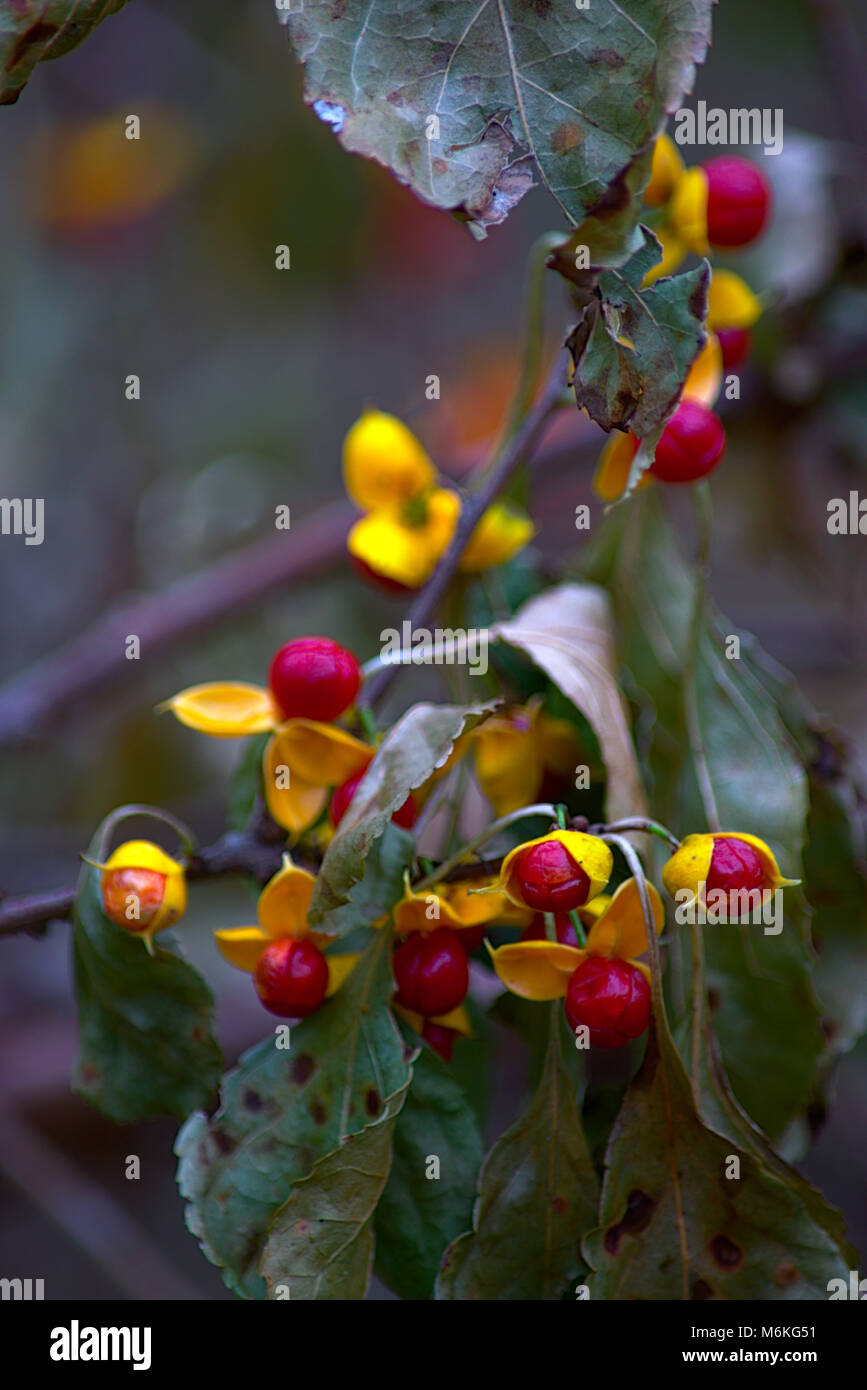 Red berry with yellow pedals call Bittersweet plant Stock Photo