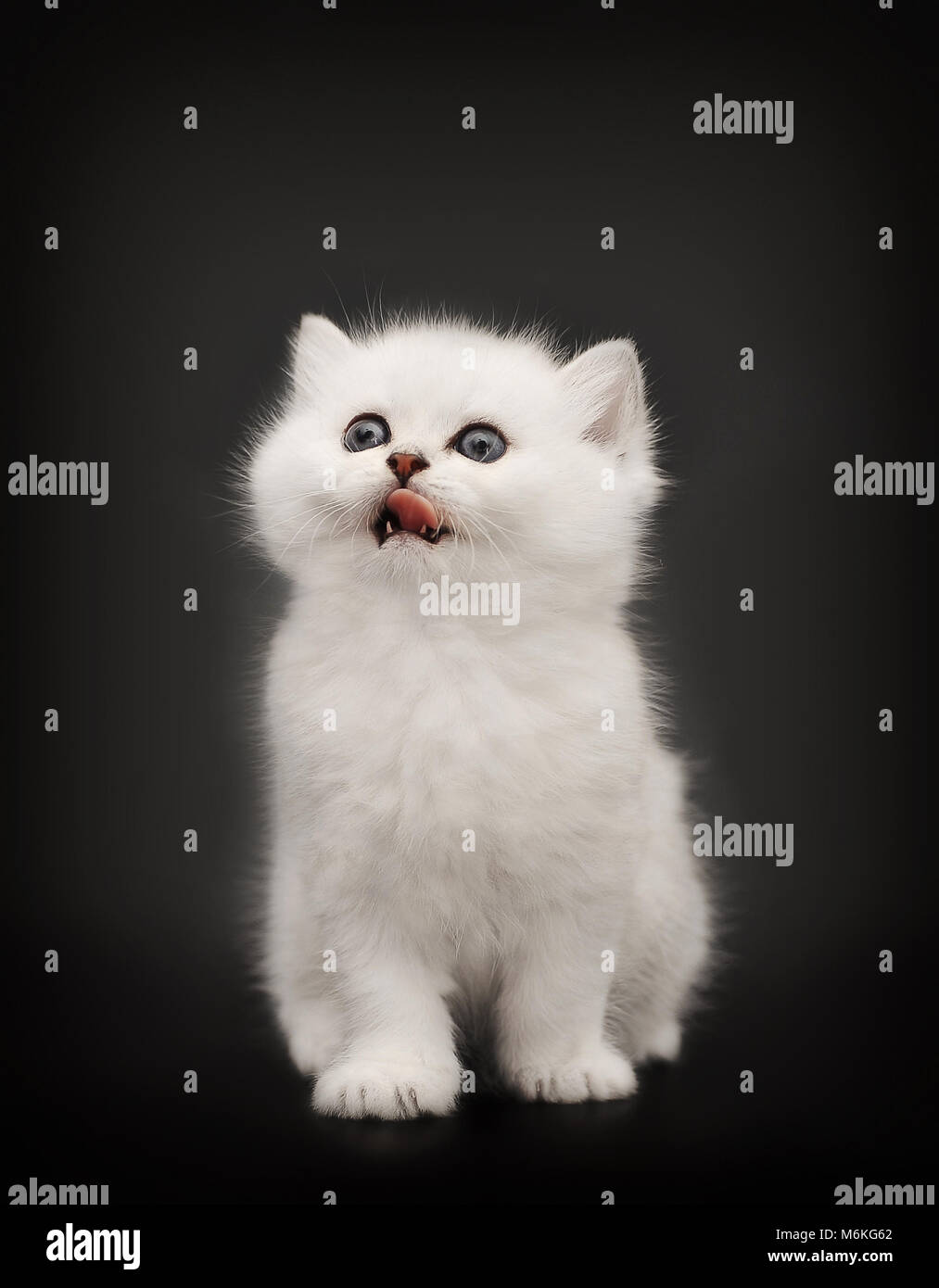 White British kitten licking his tongue out on black background . Stock Photo