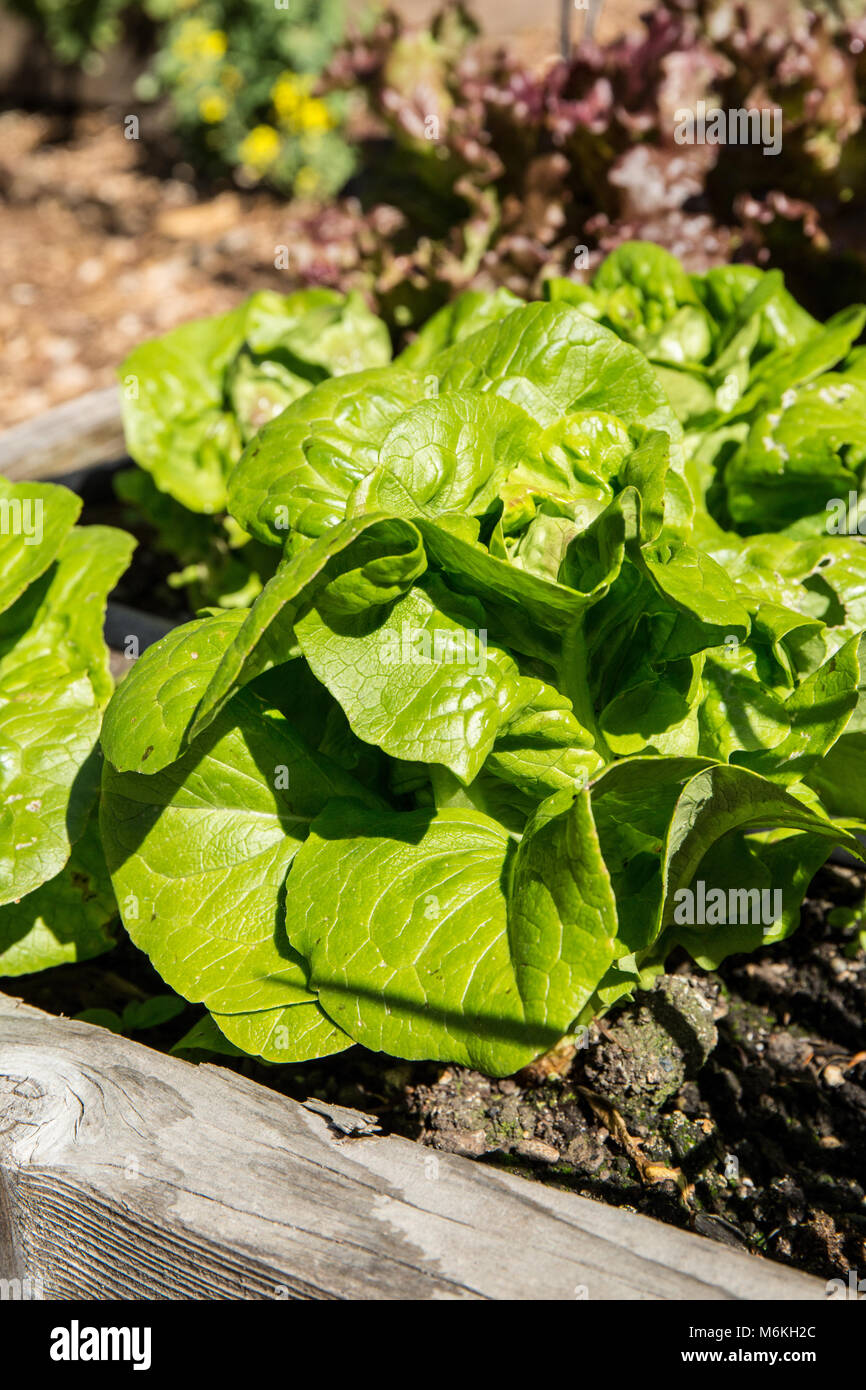 Springtime garden of "Buttercrunch" bibb lettuce Stock Photo Alamy