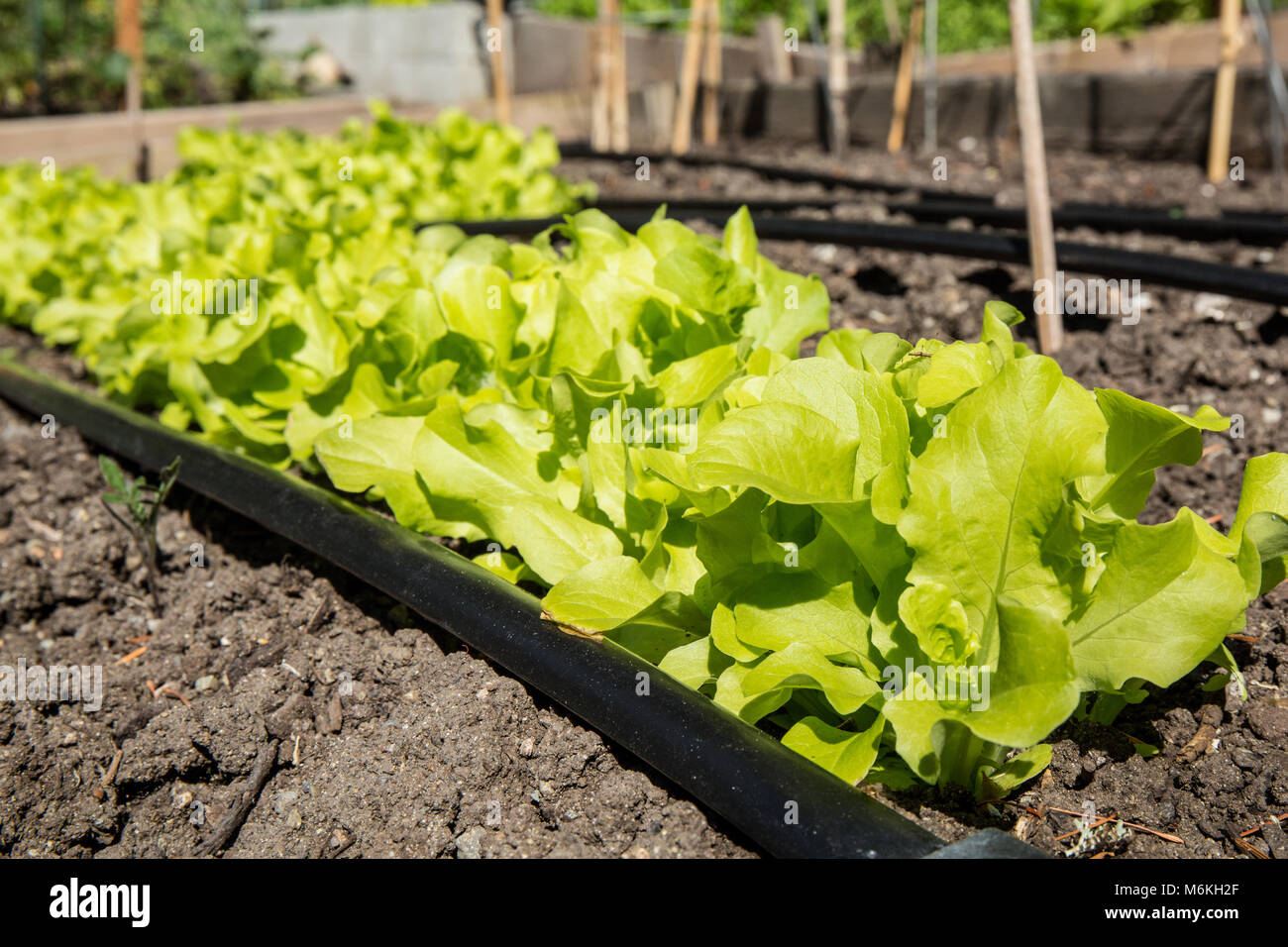 Springtime garden of leaf lettuce. Stock Photo