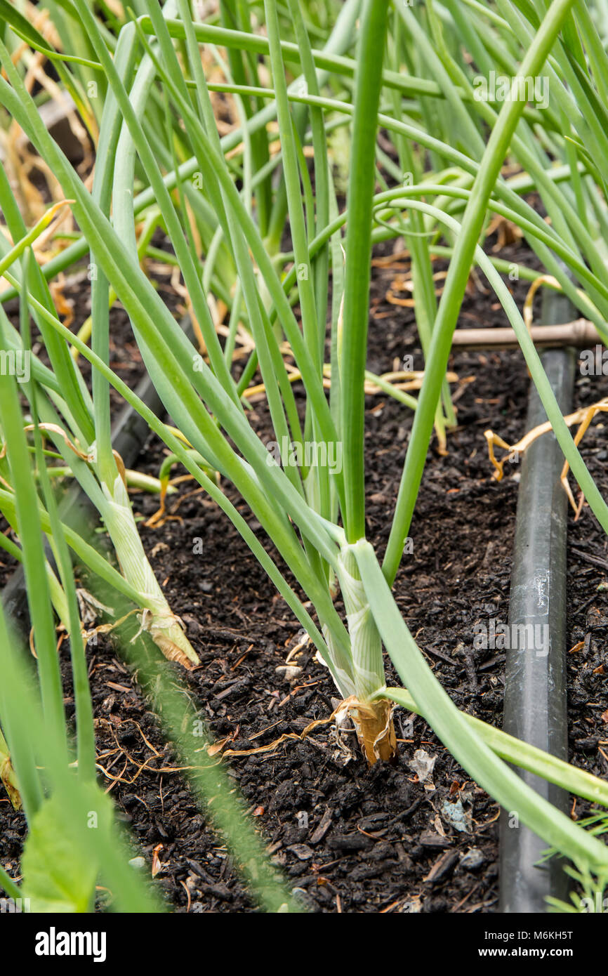 Garlic plants growing Stock Photo