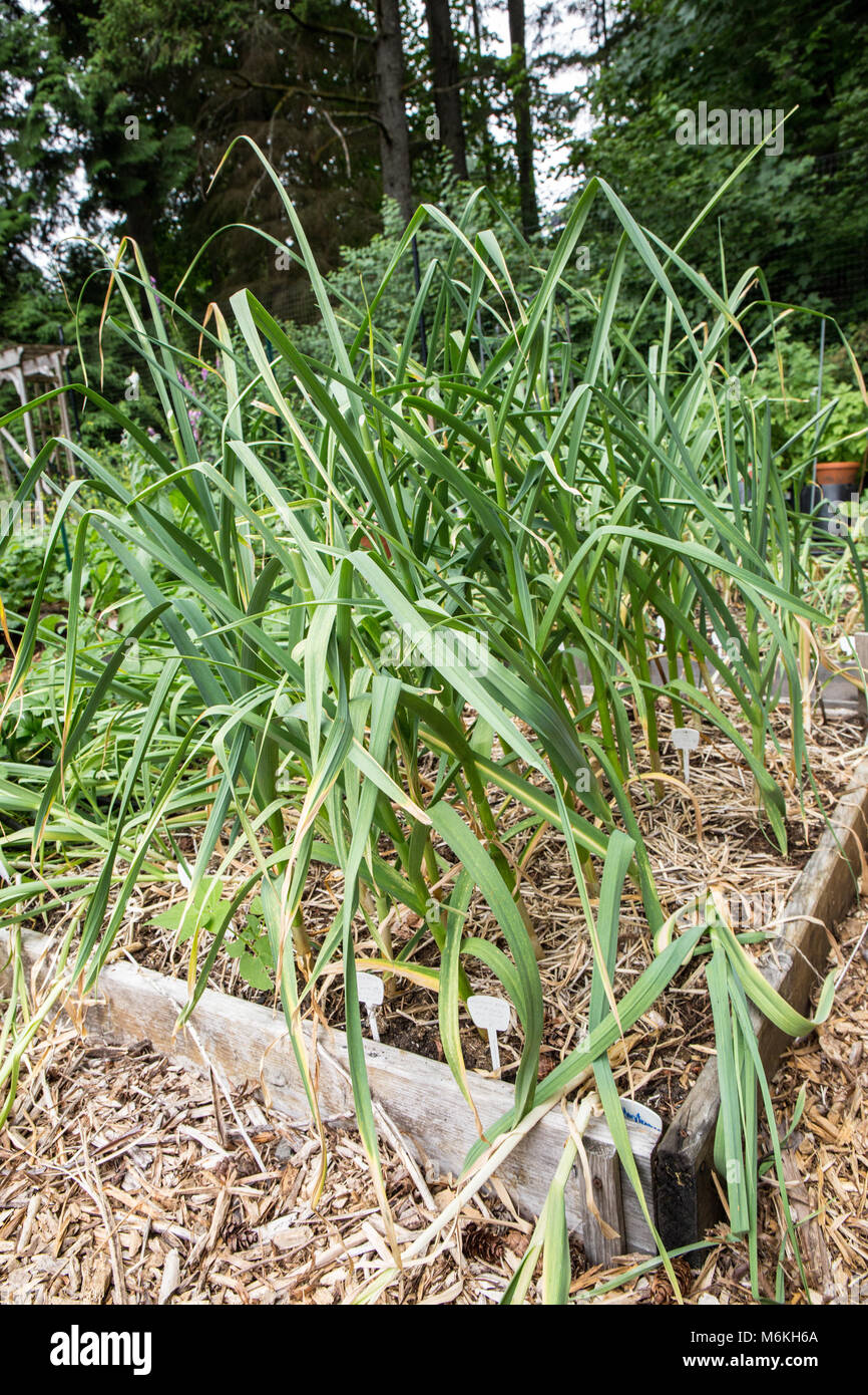 Montana Zemo and Oregon Blue Garlic plants growing in a raised bed garden, surrounded by straw used for mulching Stock Photo